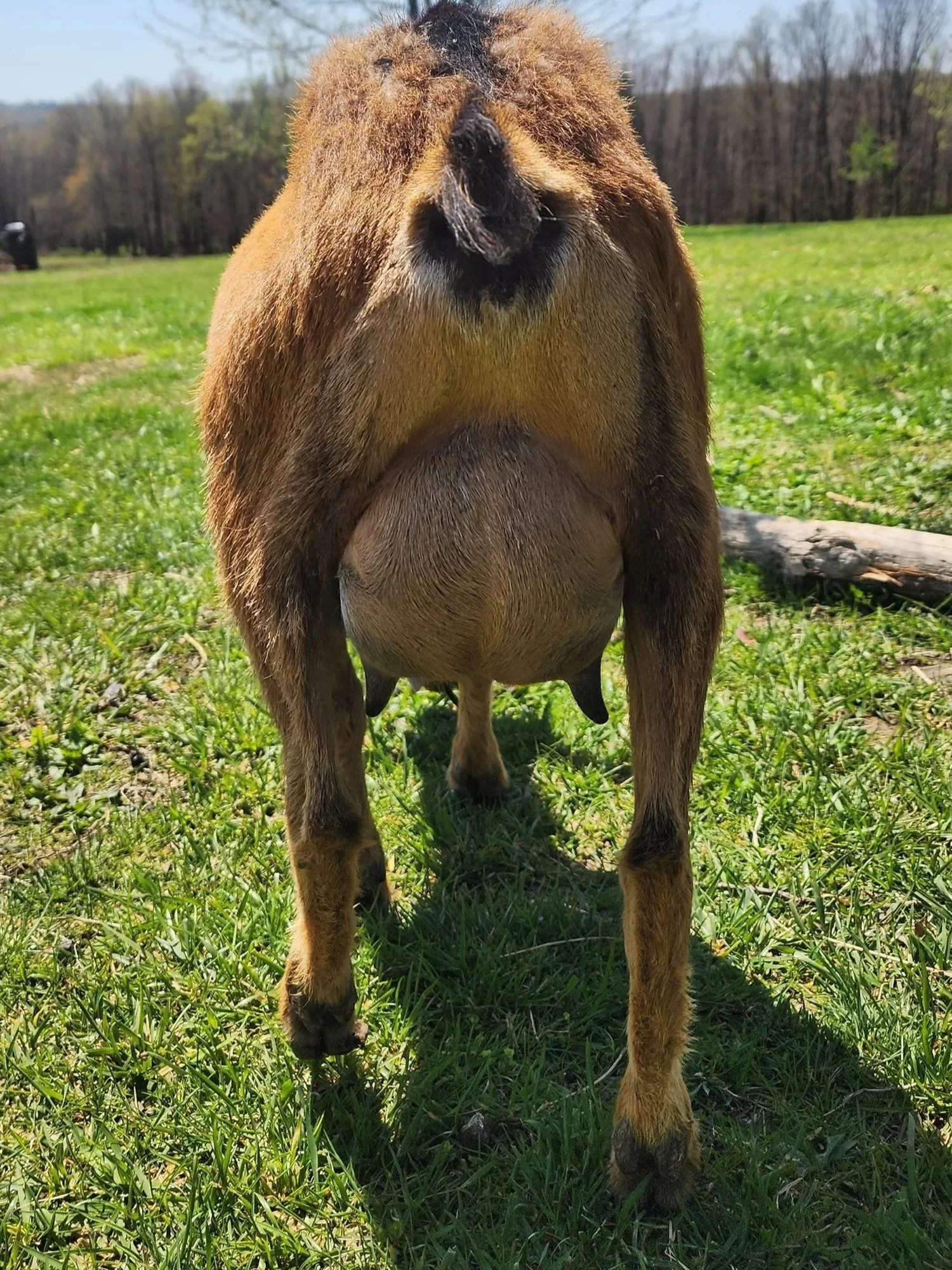 FF- Dam Raising a single