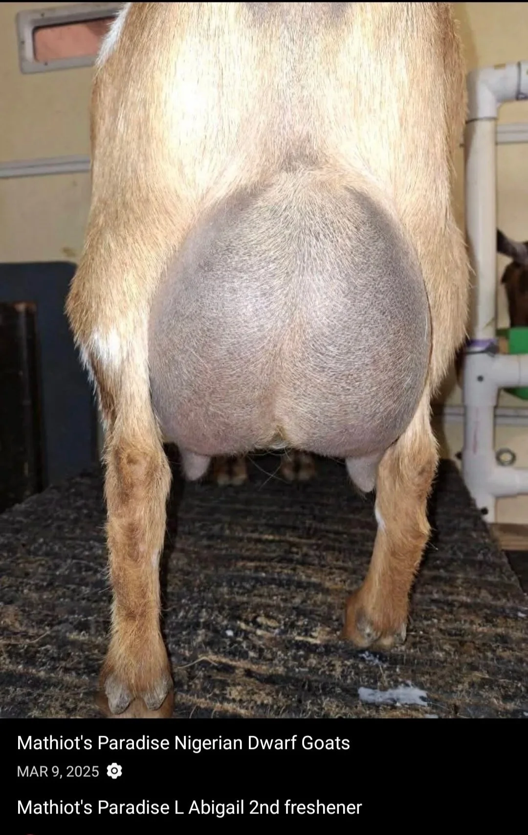 Photo Courtesy of Mathiot's Paradise- 2nd freshen 