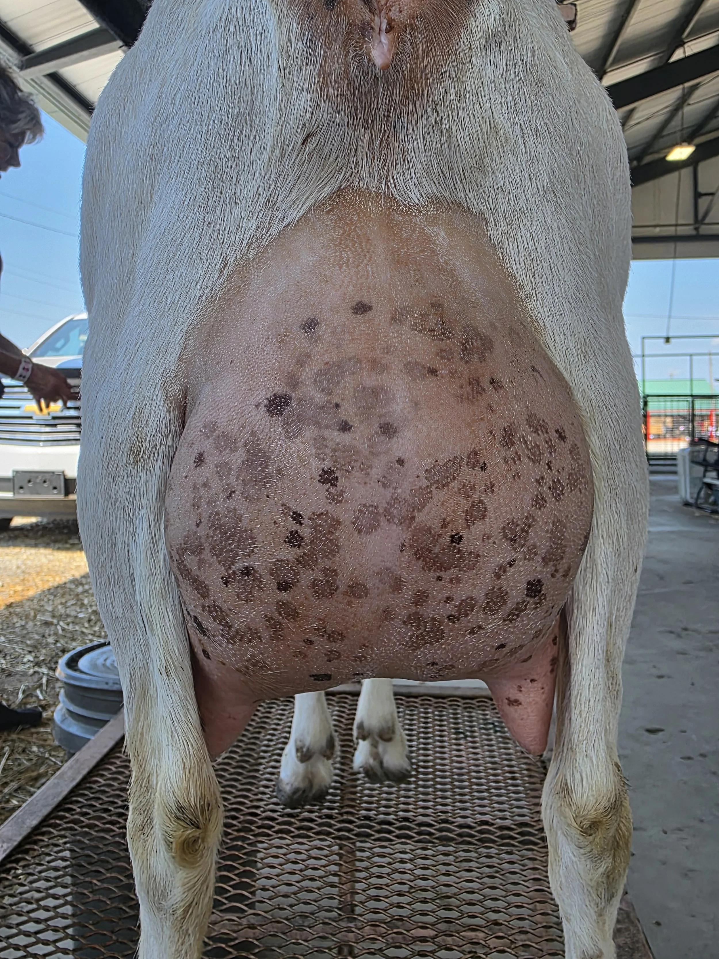 3rd Freshening- 2025- Missouri State Fair