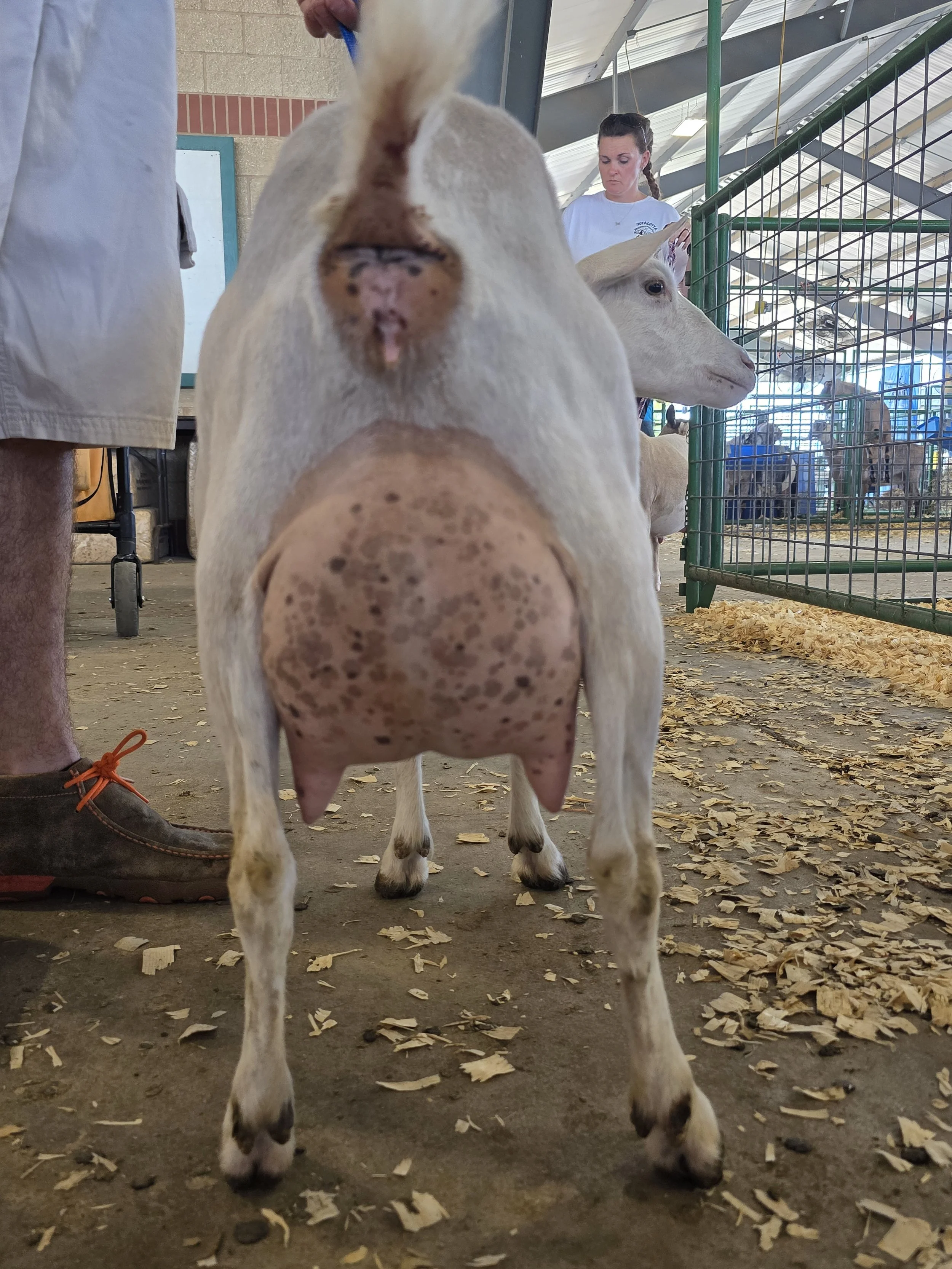 3rd Freshen- MSF 2025