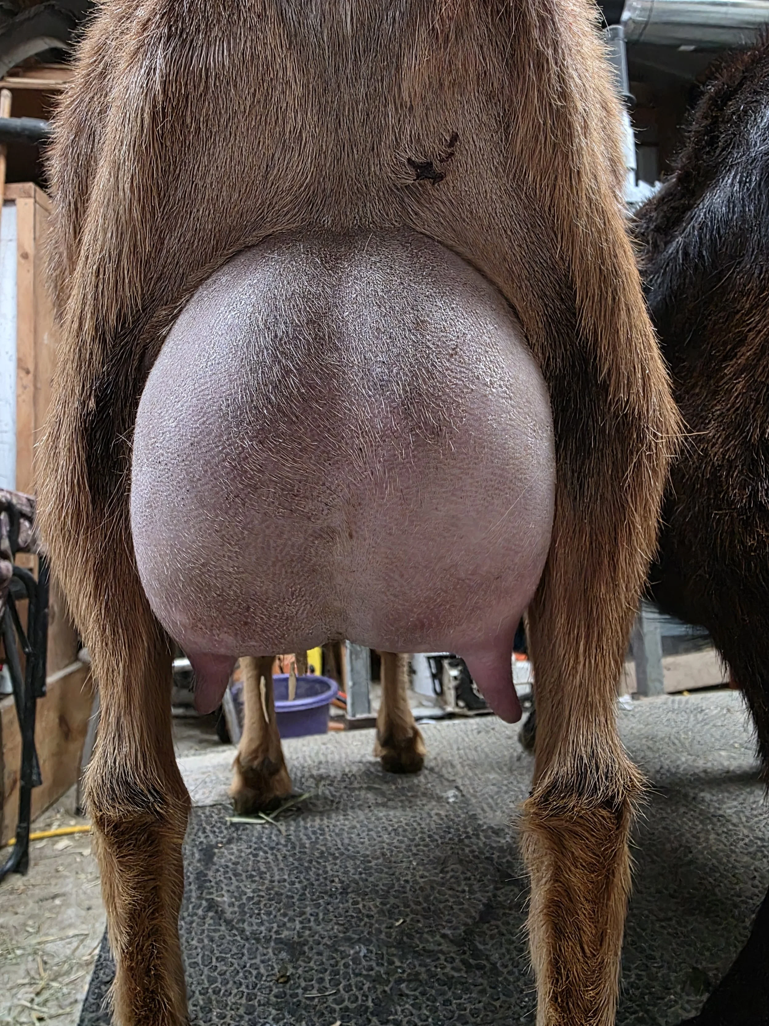 2F - Never been on machine. 
I do expect teat size to improve.