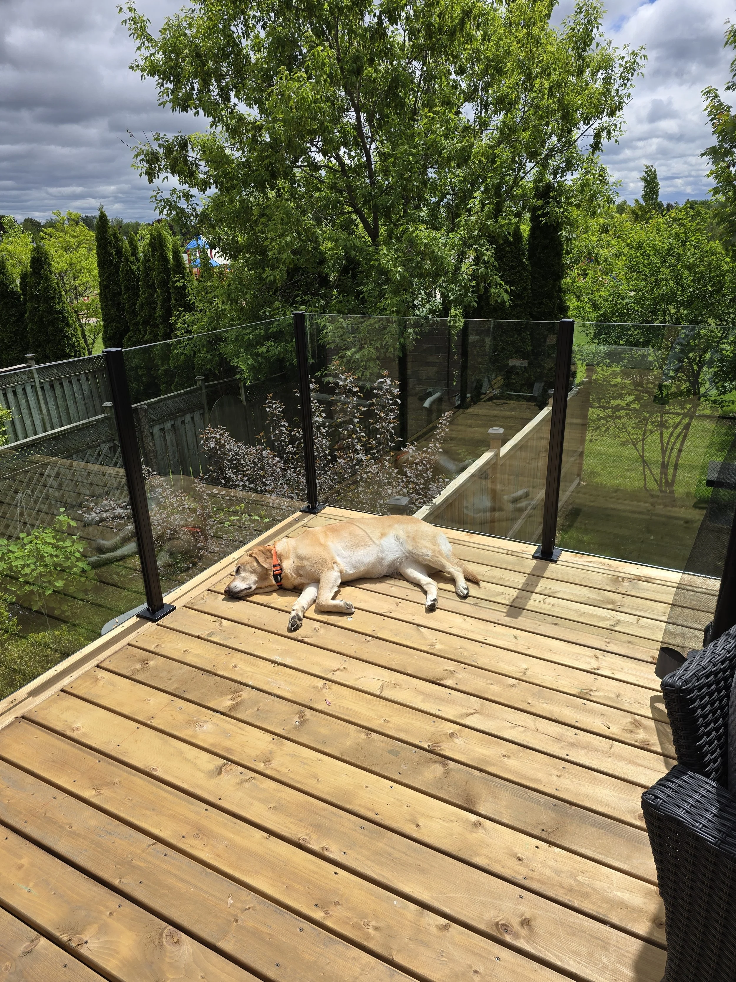 A dog lying on a wooden deck, sunbathing, surrounded by trees and greenery under a partly cloudy sky.