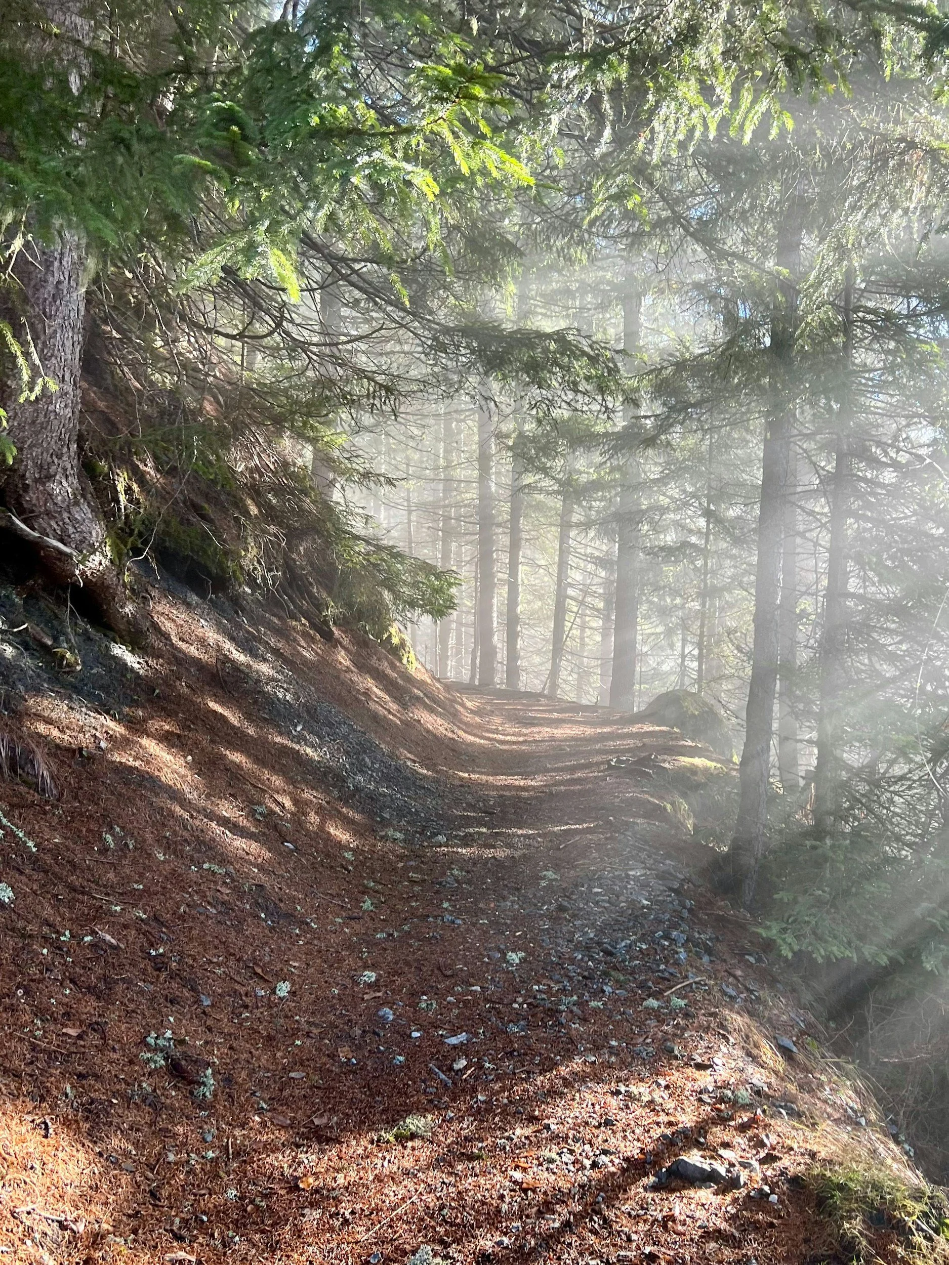 My Magical Walk: How I Received Answers Through Nature