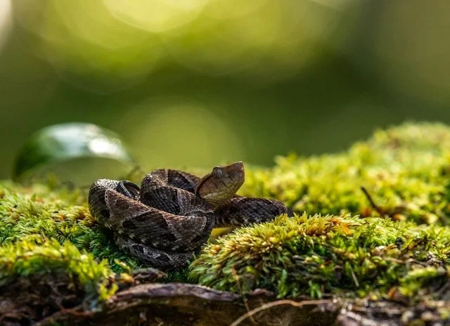 The Snake Appeared Three Times To Guide Me