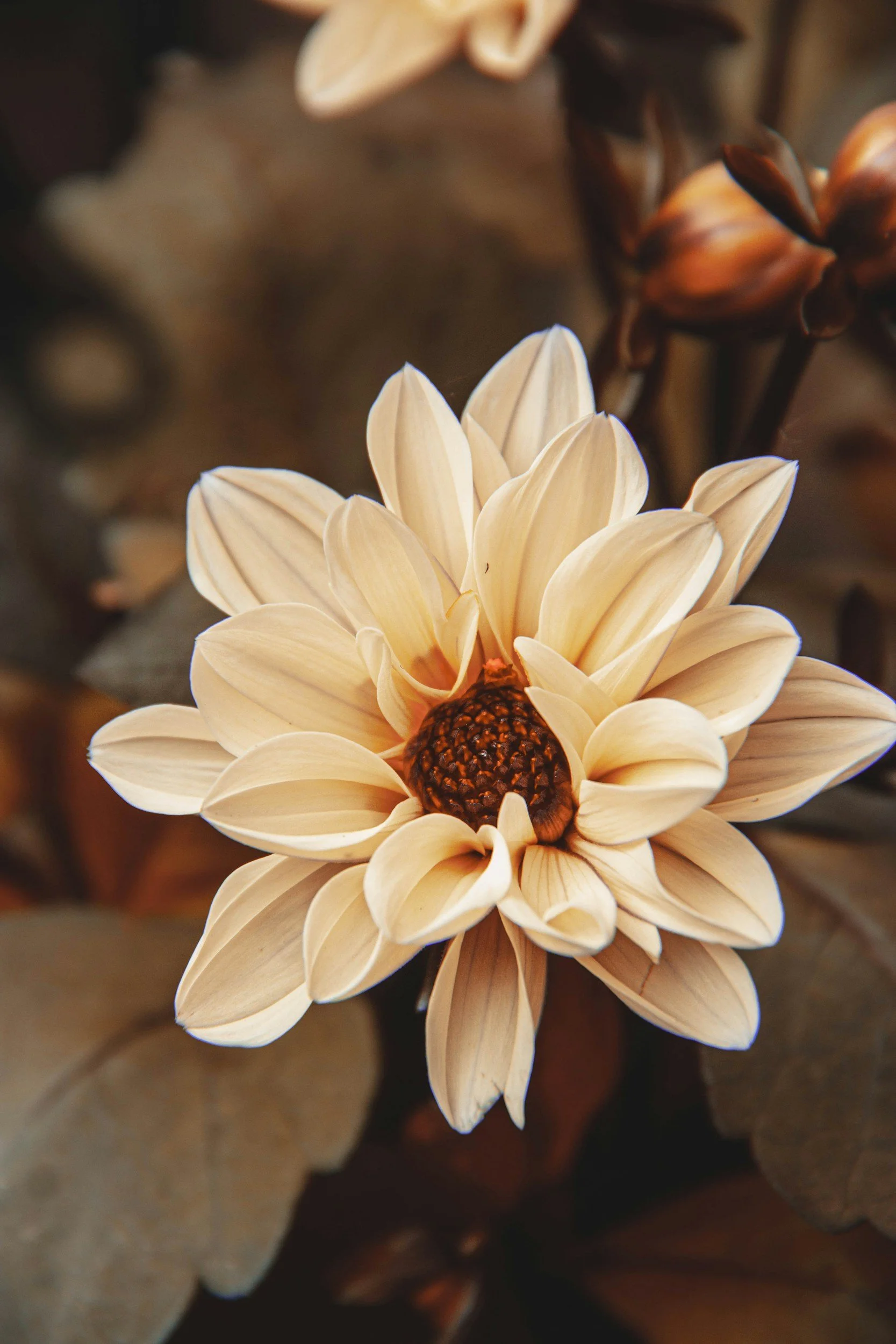 A close-up of a dried flower with soft, beige petals and a dark brown center, surrounded by blurred dried elements in the background.