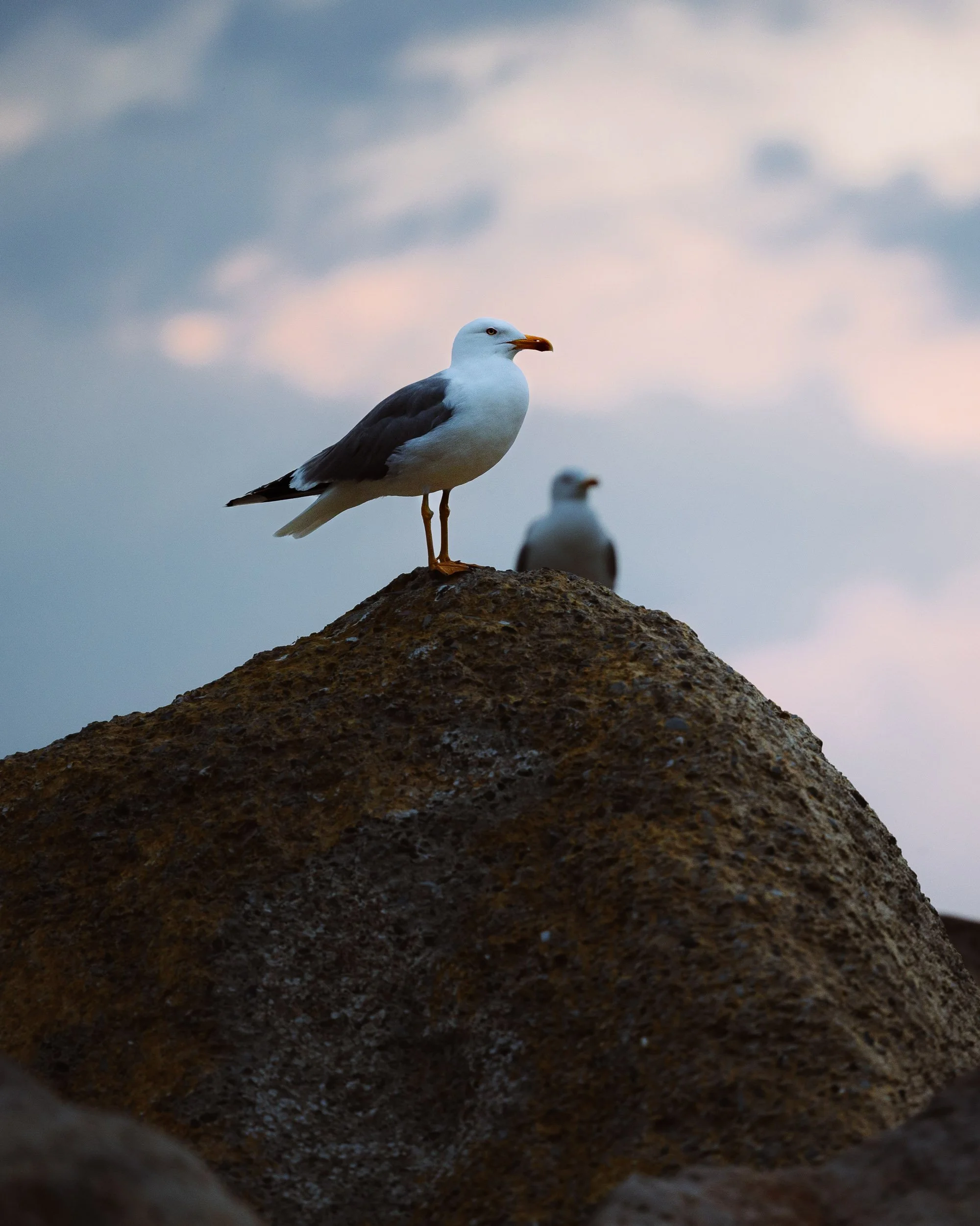 534A8093-Squarespace.jpg