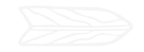 Line drawing of a leaf with prominent veins.