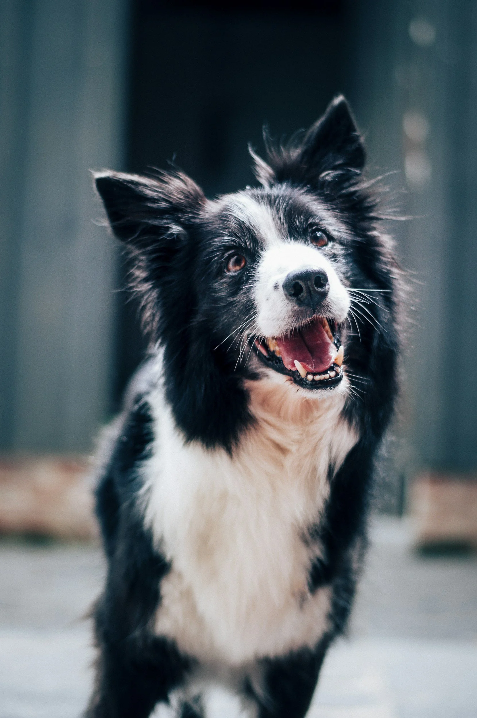 Happy black and white Border Collie dog with open mouth and tongue out, standing outdoors.