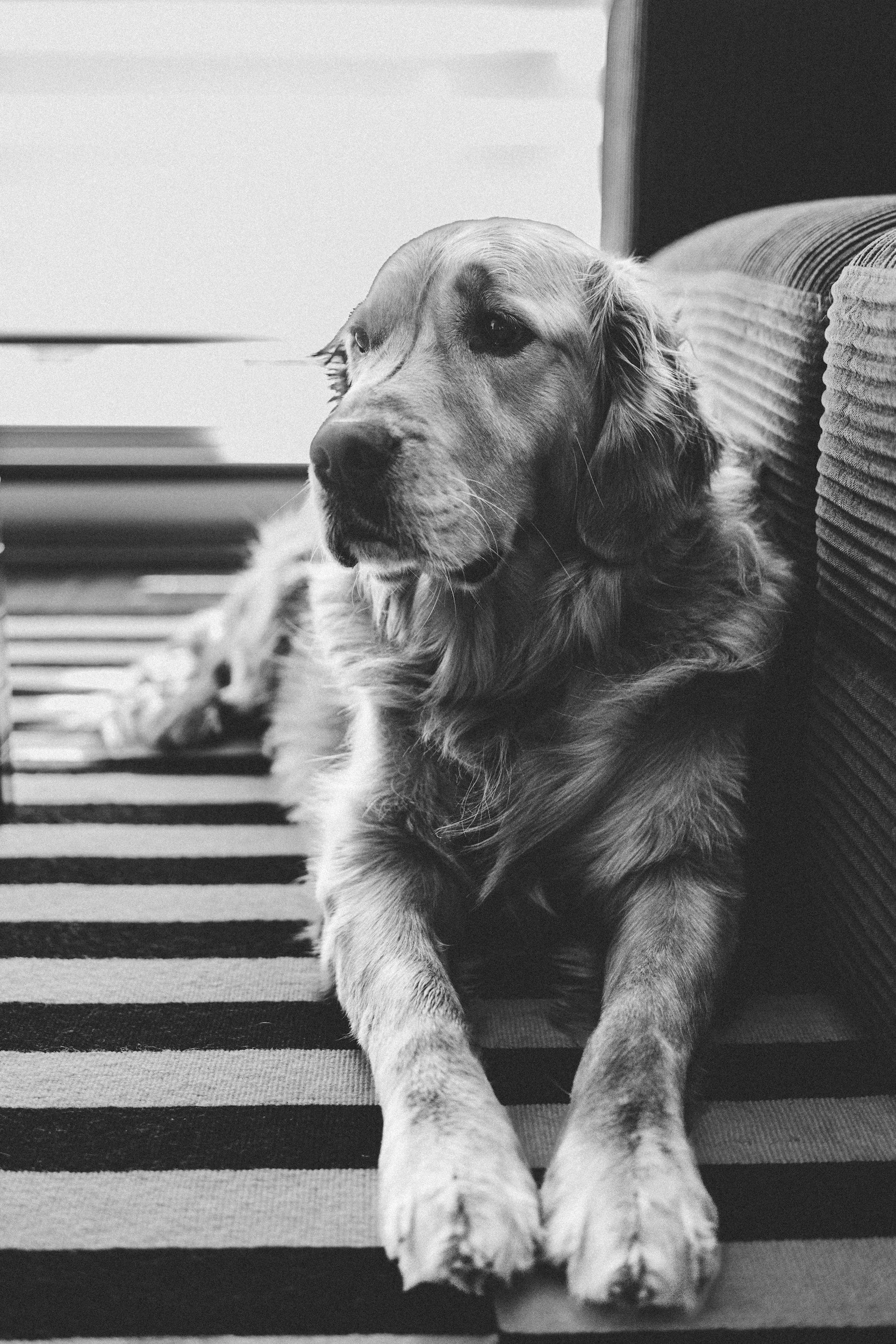 A black and white photo of a Golden Retriever dog lying on a striped rug, resting against a couch.