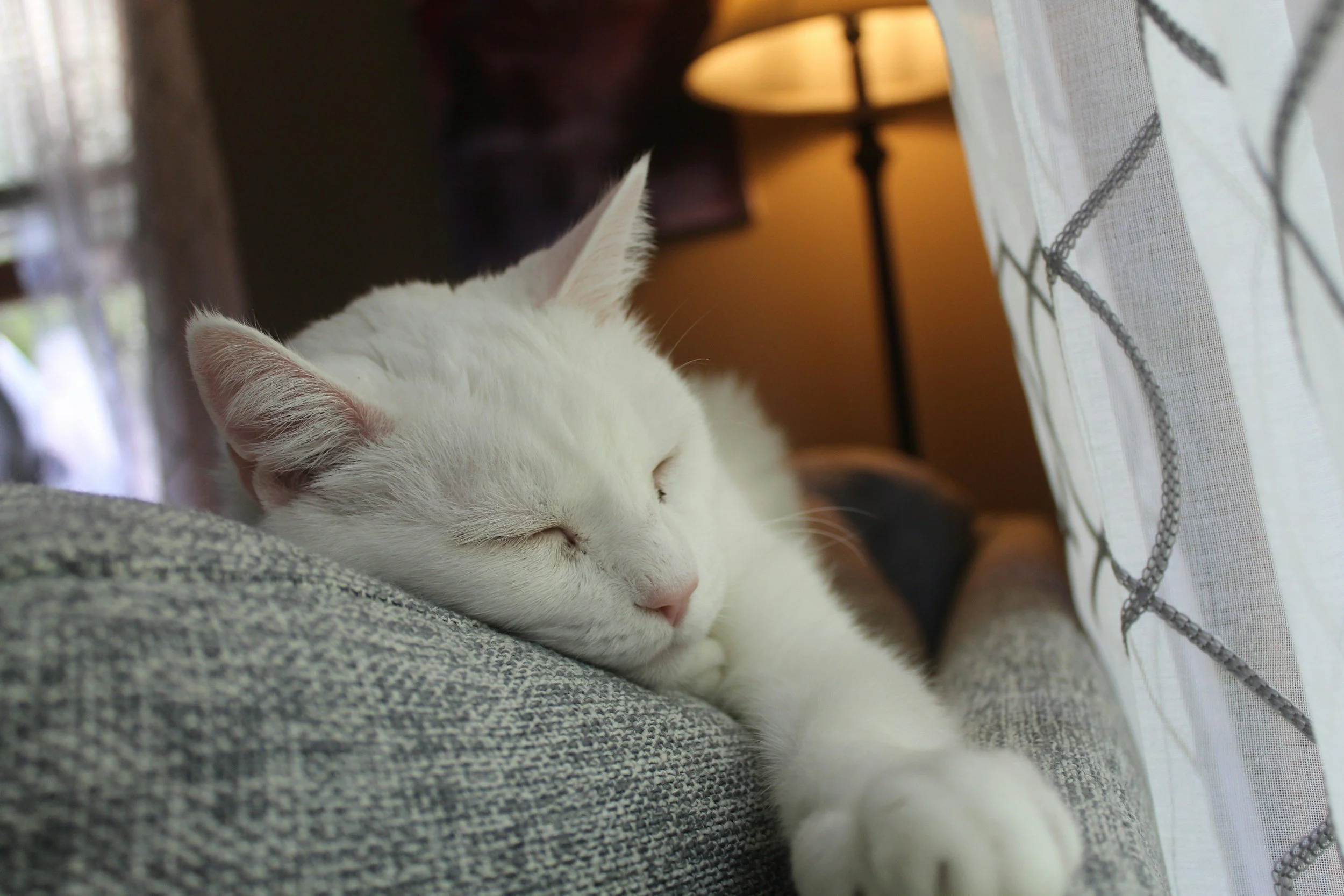 A white cat sleeping peacefully on a gray fabric surface next to a sheer curtain with embroidered lines, in a cozy indoor setting with a lamp in the background.