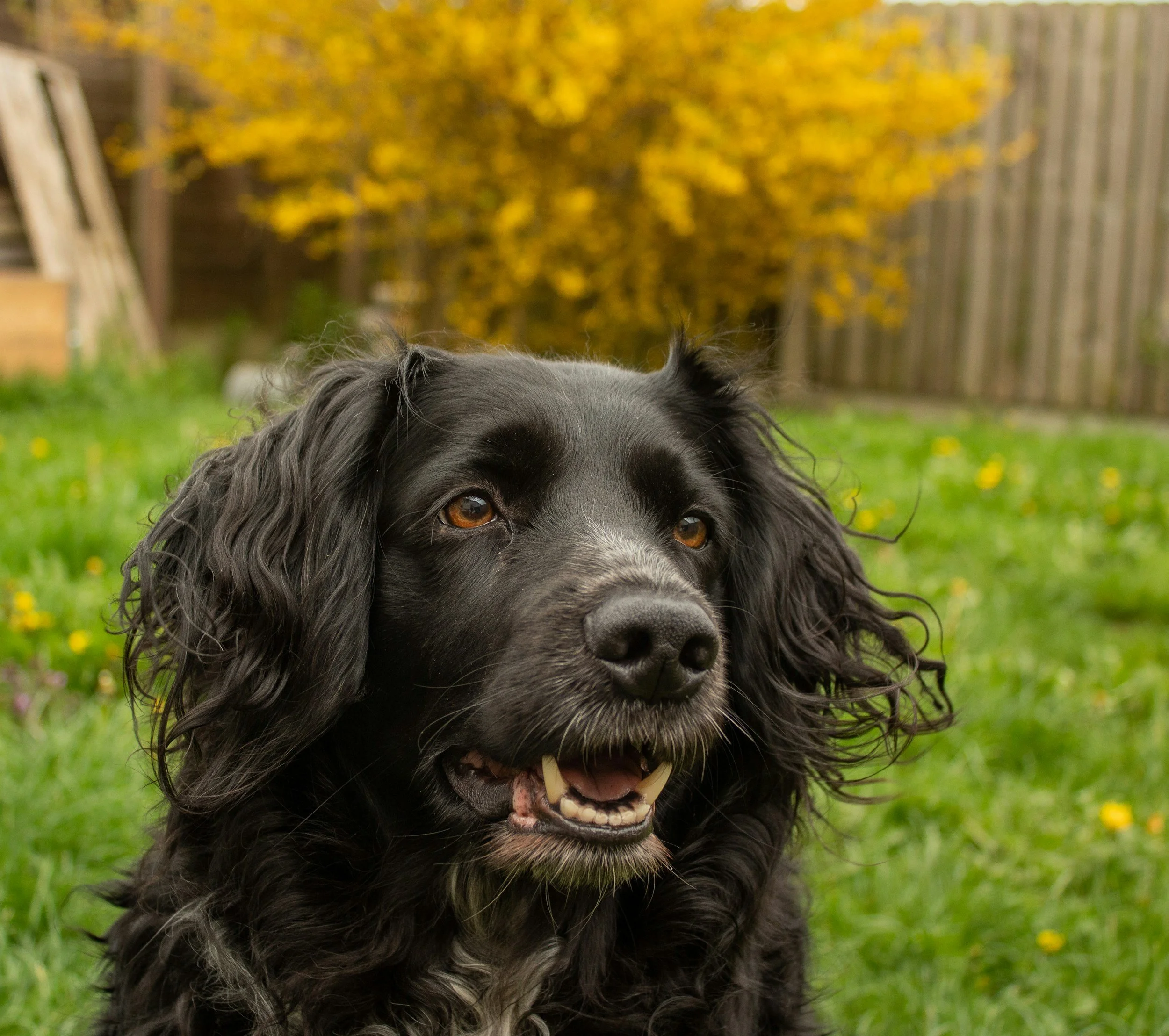 Close-up of a black and white dog outdoors in a yard with a yellow autumn tree and a wooden fence in the background.