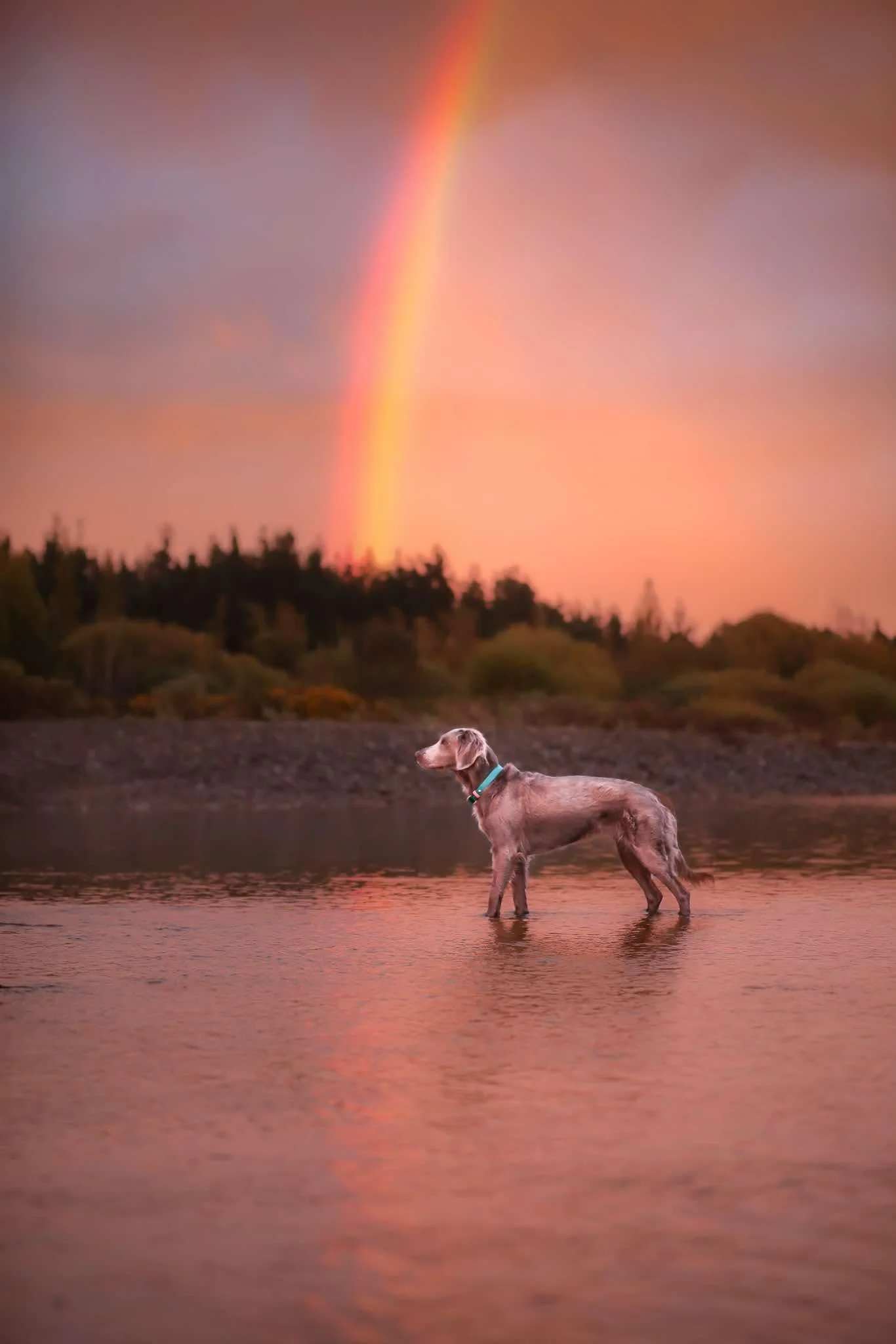 A dog standing in shallow water at sunset with a colorful sky and rainbow in the background.