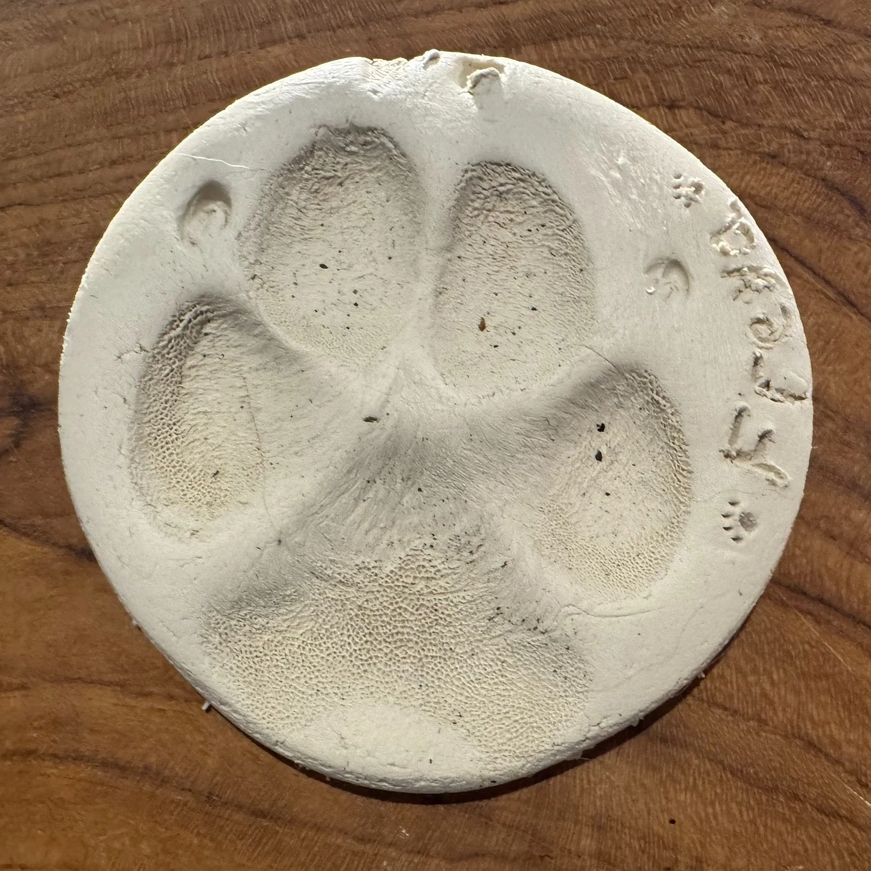 Clay pawprints for every pet