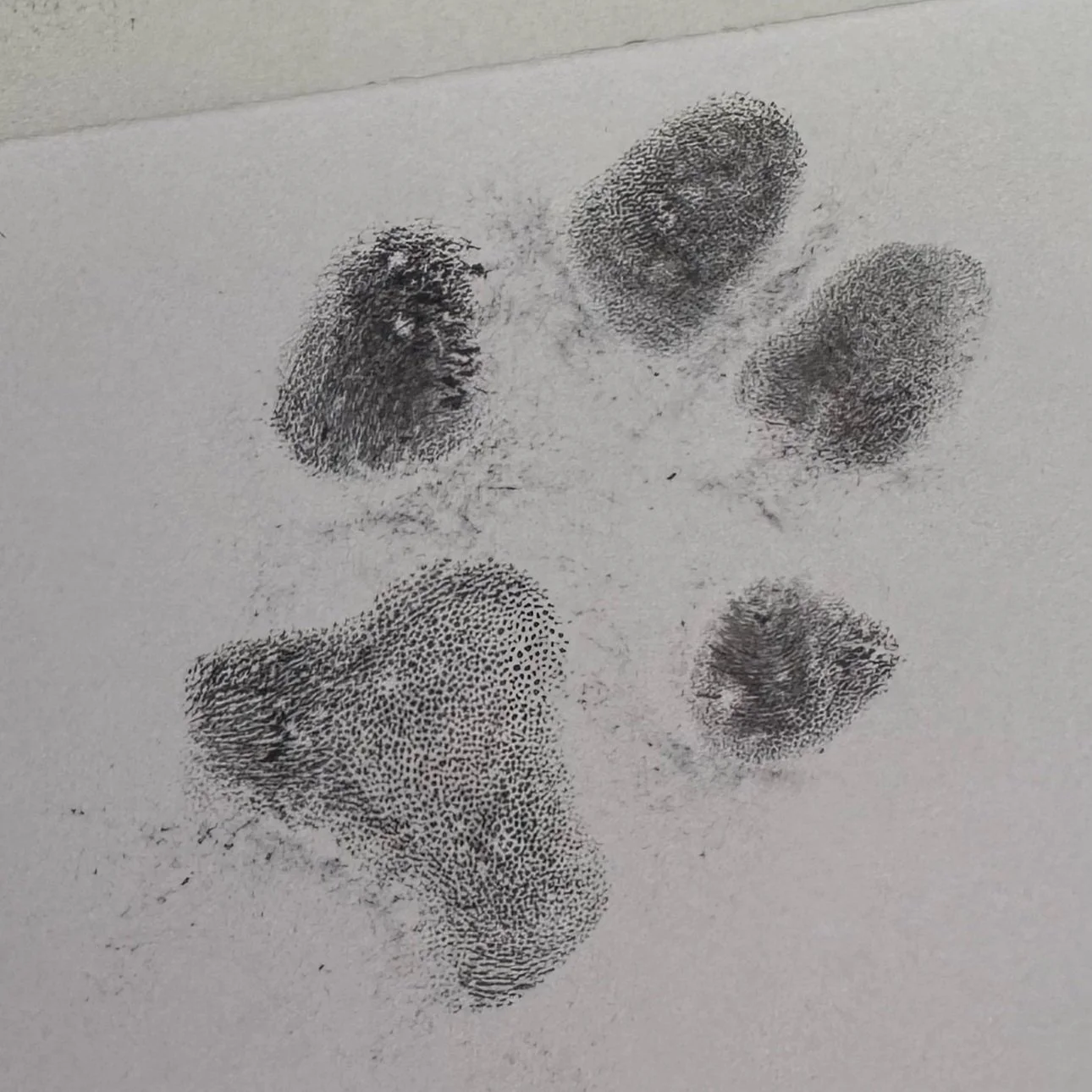 Multiple fingerprint impressions on paper arranged in a circular pattern.