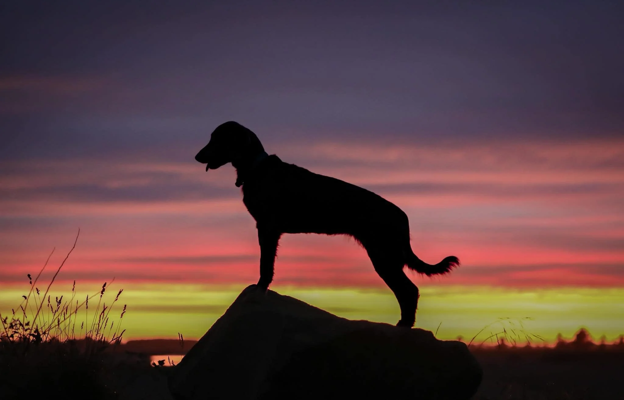 Silhouette of a dog standing on a rock during sunset with colorful sky in the background.