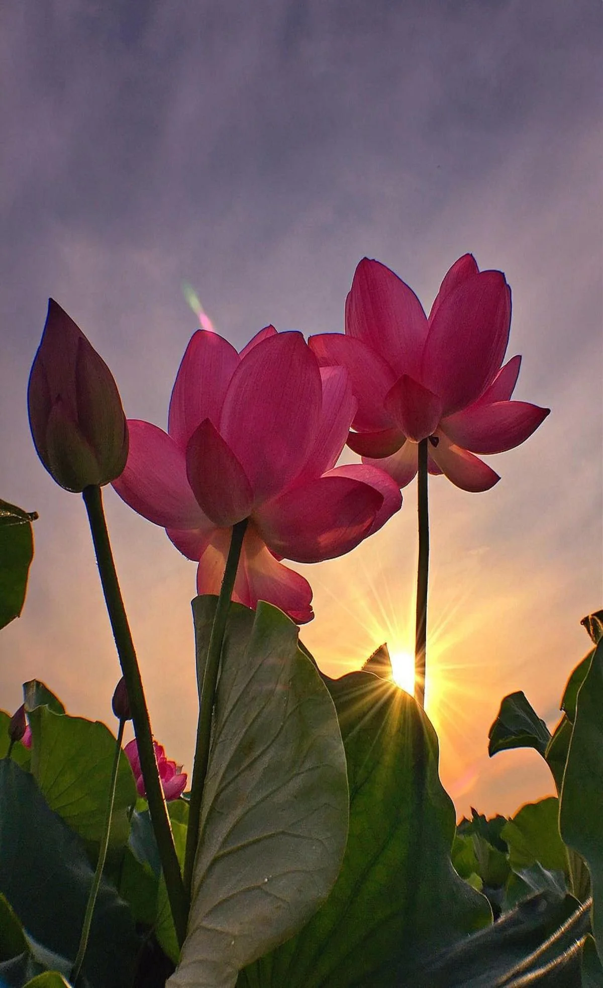 Unstuck: A Journey to Your Authentic Self (Levels I,II,III)