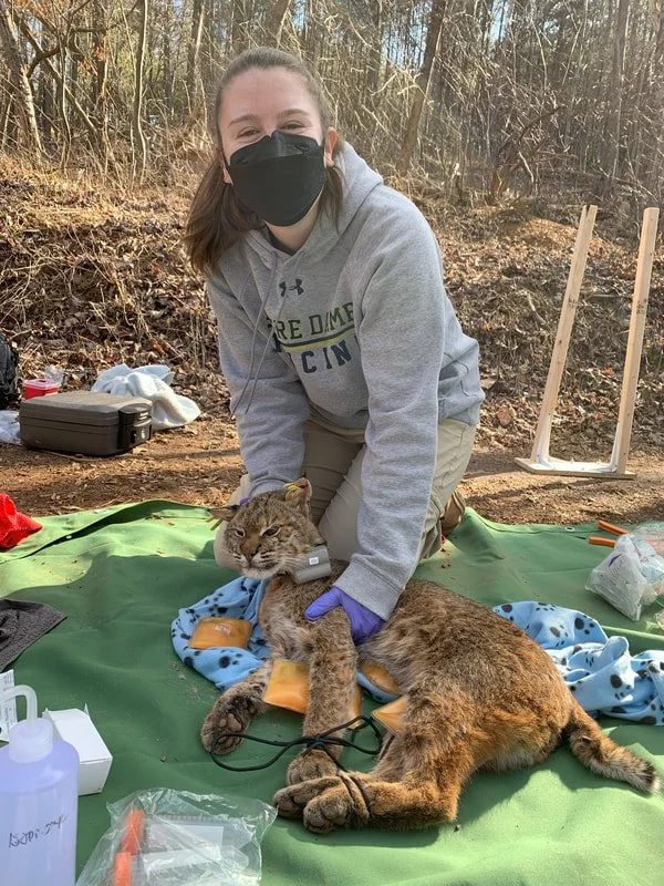 bobcat2.jpg
