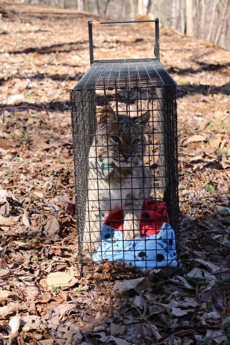 bobcat 4.jpg