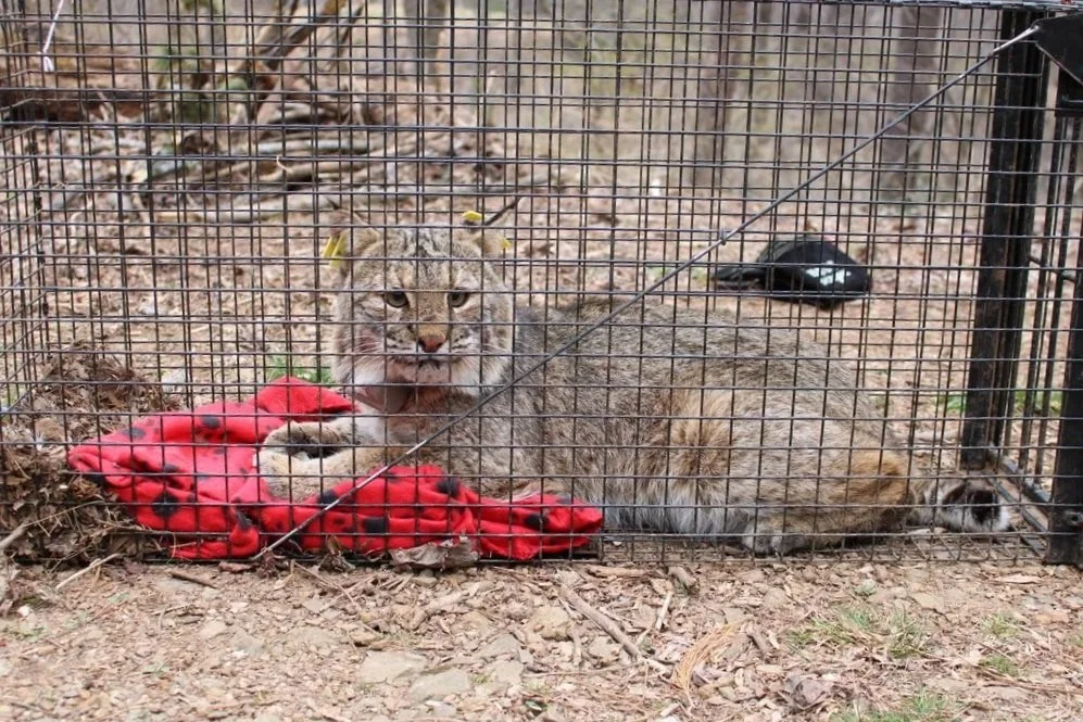 bobcat+1.jpg