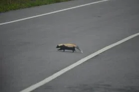 Striped skunk close to Corridor Q (Photo: Mark Hill, VDOT)
