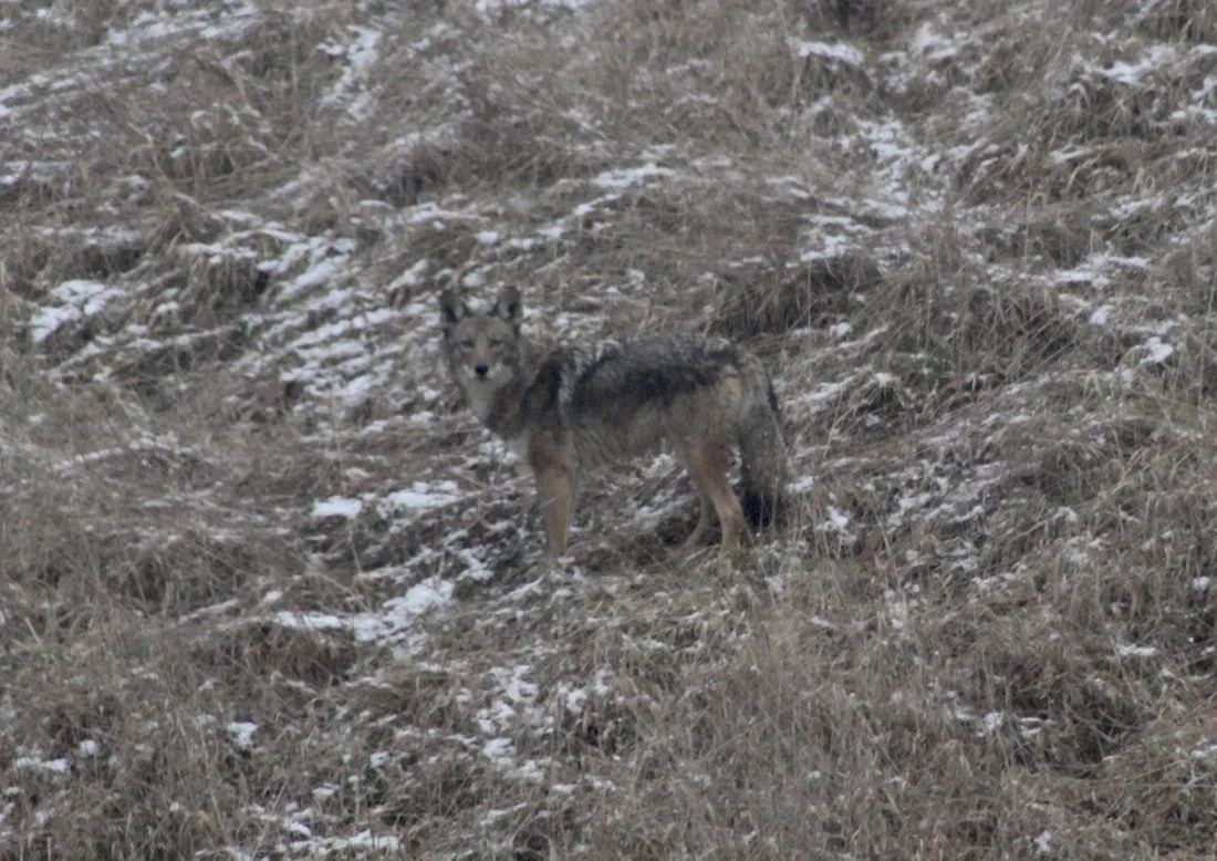 Coyote next to Corridor Q (Photo: Wes Ketron, VDOT)