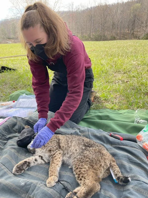 bobcat 3.jpeg