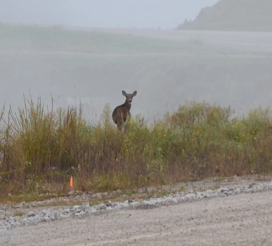 White-tailed deer along Corridor Q (Photo: Nick Huff)