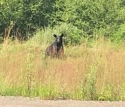 Black bear next to Corridor Q (Photo: Mark Hill, VDOT)