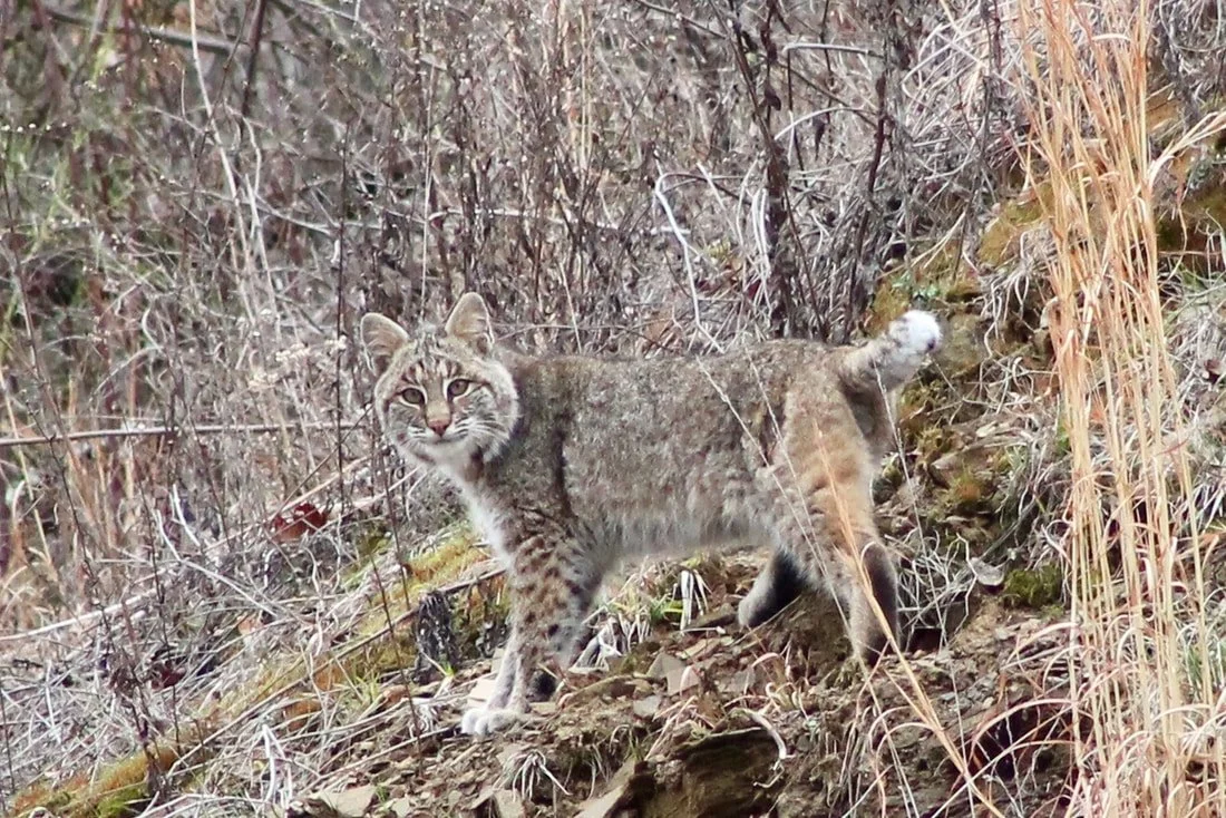 Bobcat next to Corridor Q (Photo: Mark Hill, VDOT)