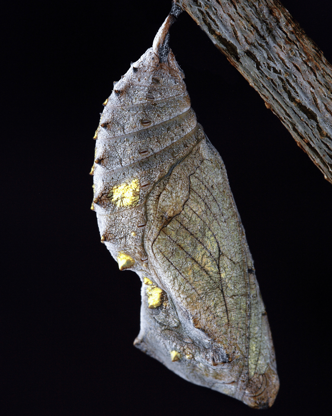 Image of Aurelia glimmering chrysalis Aurelia Grove
