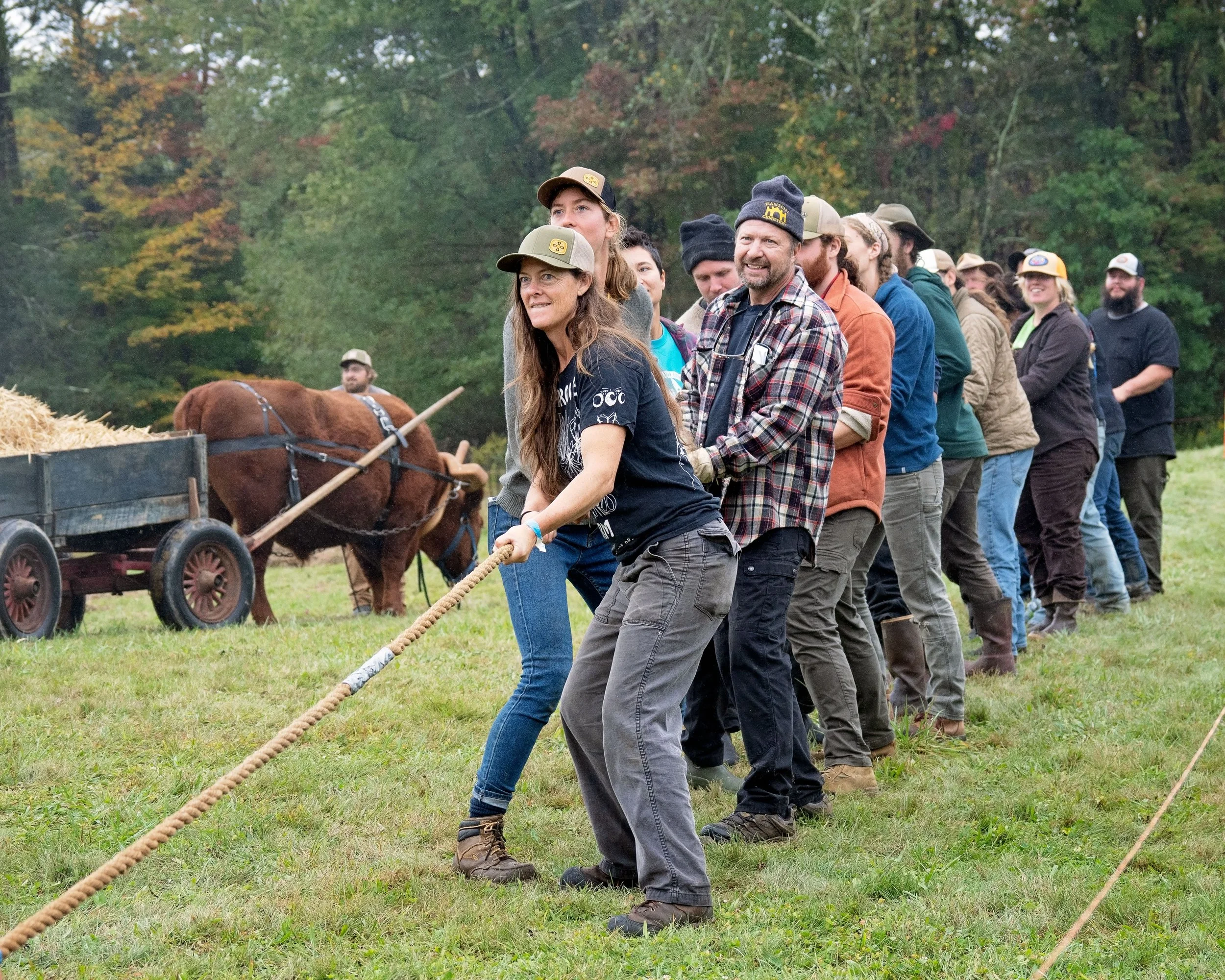 Tug of war at Draft Animal Power Field Days 2024. Carole Wiley photo.