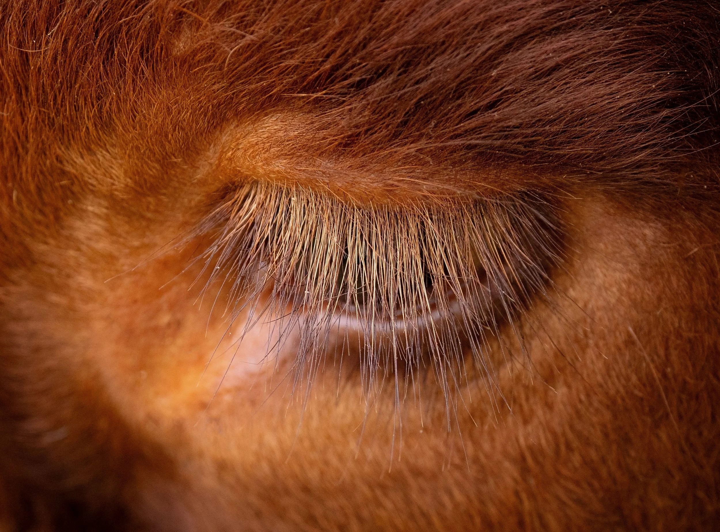 Close up of chestnut colored eye of draft oxen at Draft Animal Power Field Days 2024. Carole Wiley photo.