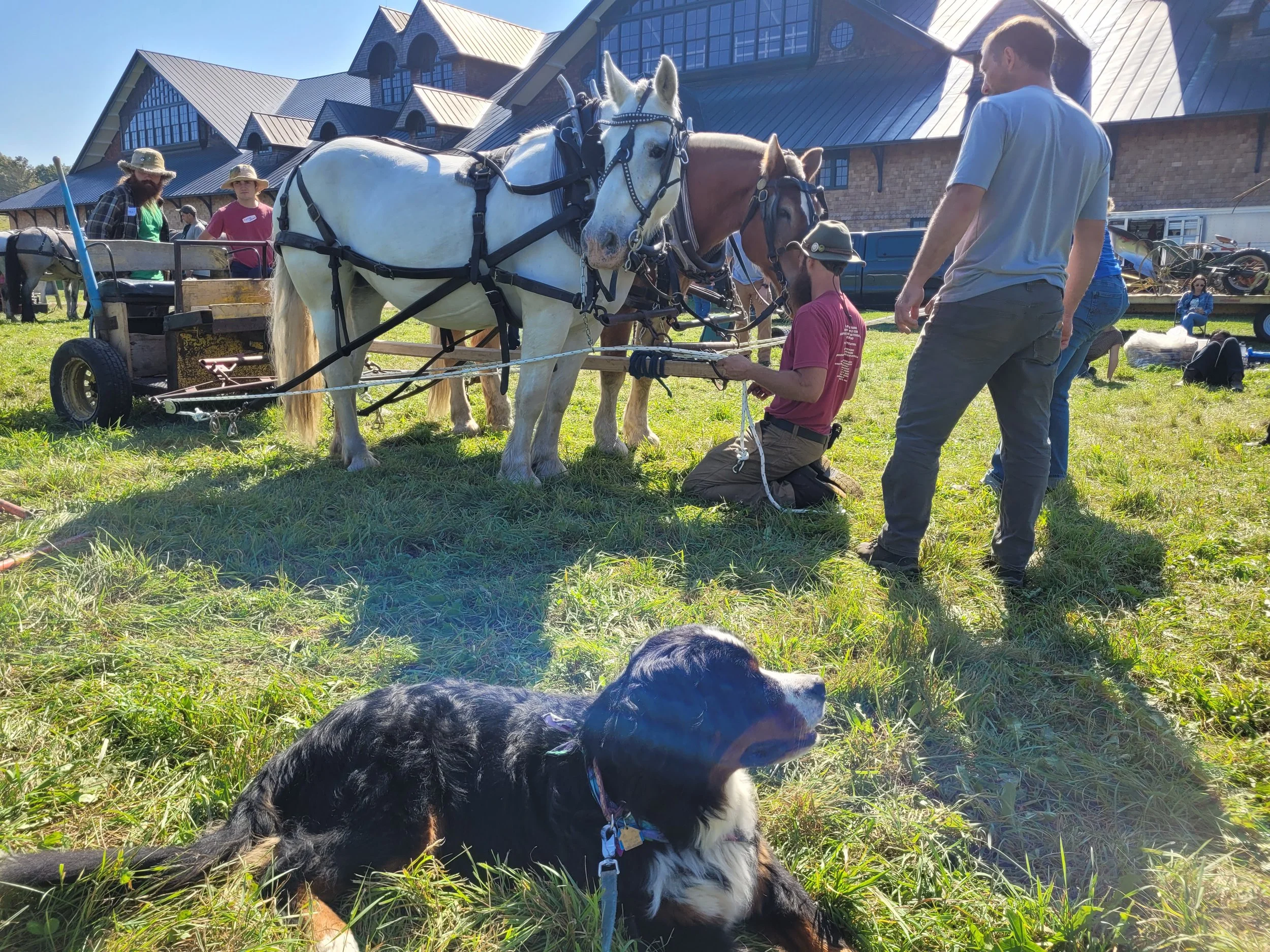 Draft dog with and two horse team take a break outside Shelburne Farms Breeding Barn at Draft Animal Power Field Days 2023.