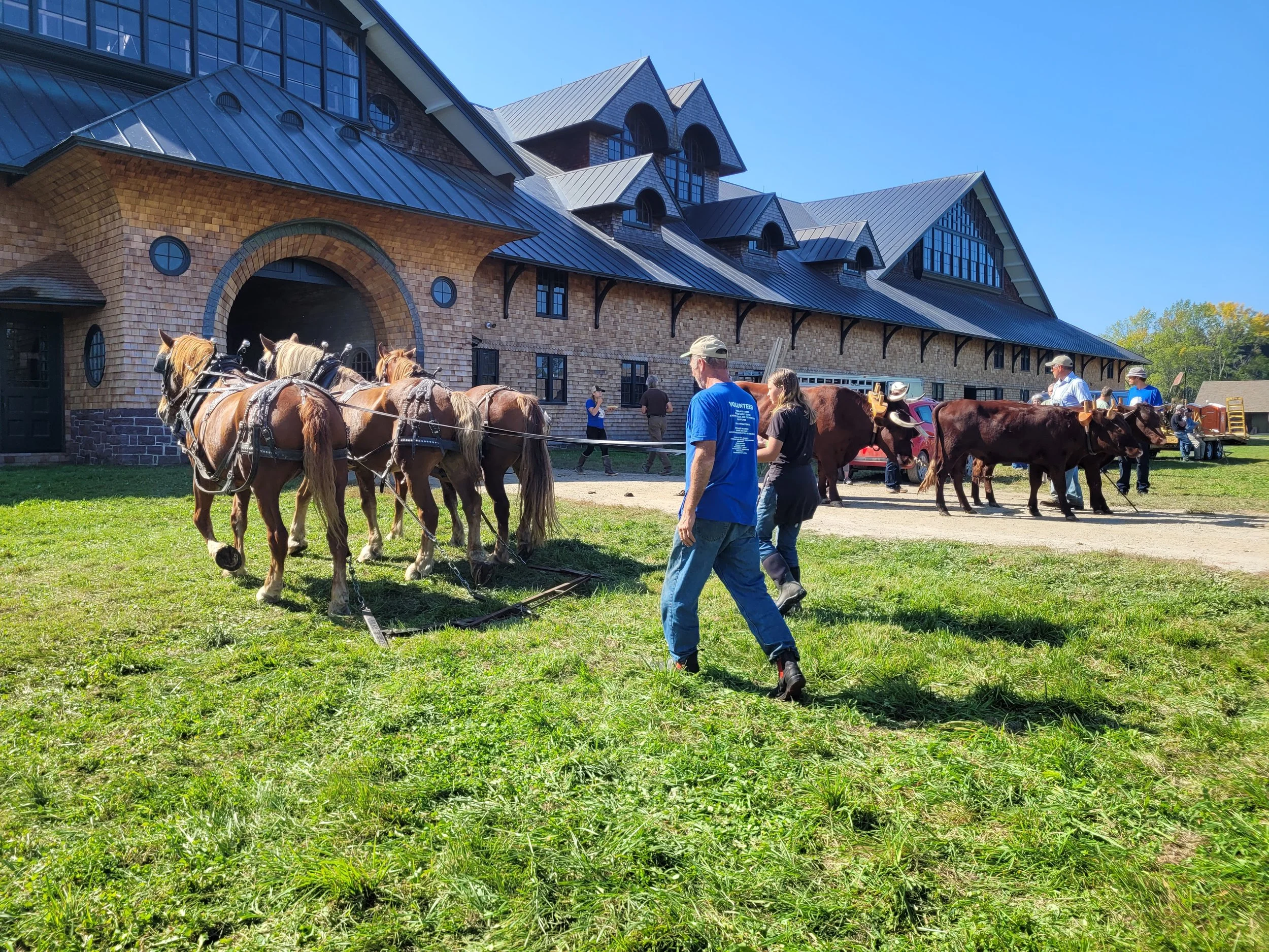 Team of horses outside Shelburne Farms Breeding Barn at Draft Animal Power Field Days 2023.