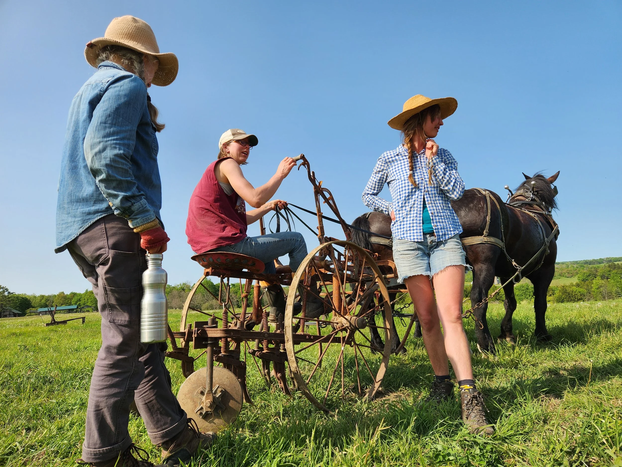 Women farmers with draft horse and cart at Draft Animal Power Network's LGBTQ Field Day gathering.