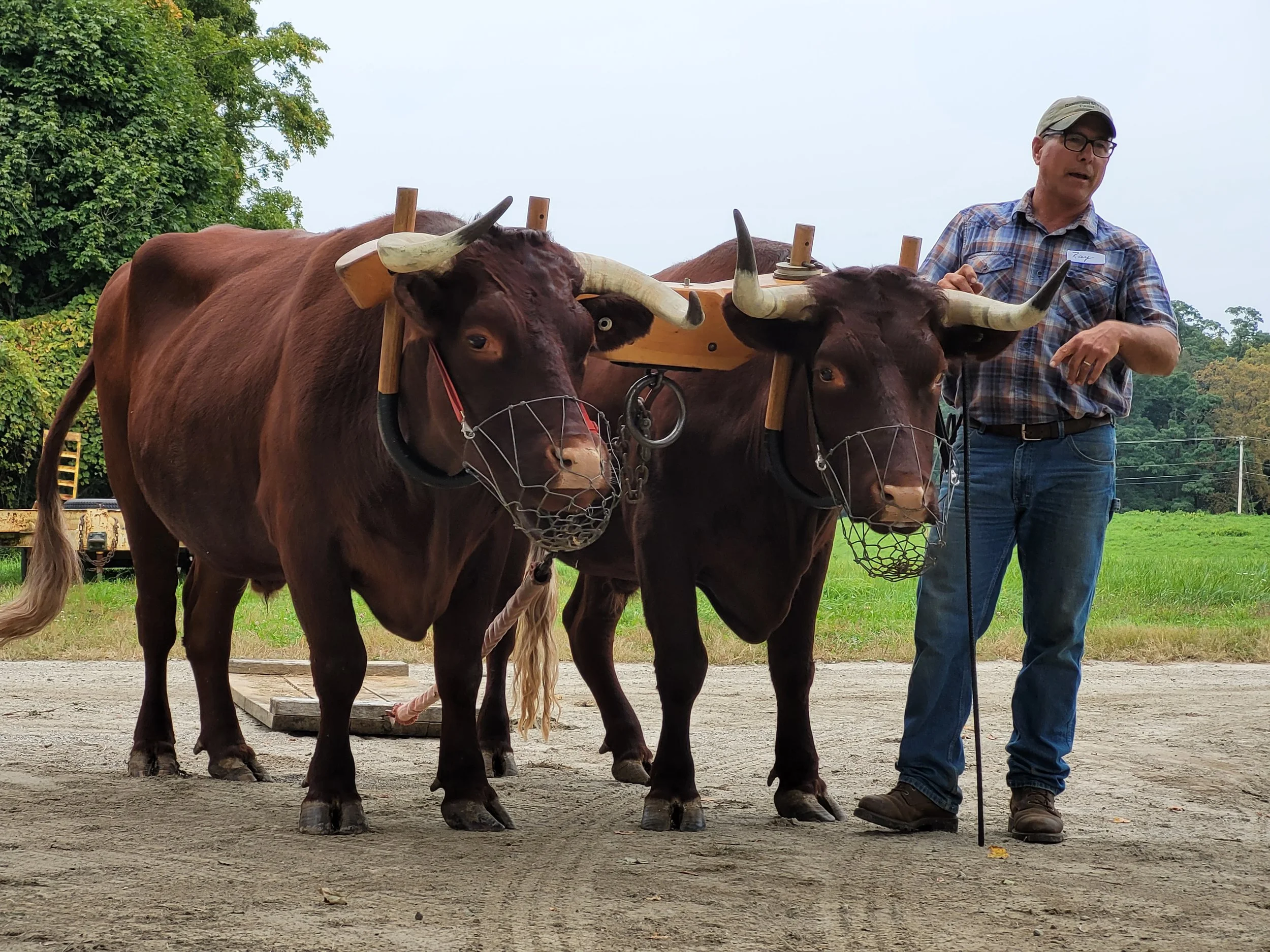 Two oxen team at Draft Animal Power Field Days 2023.