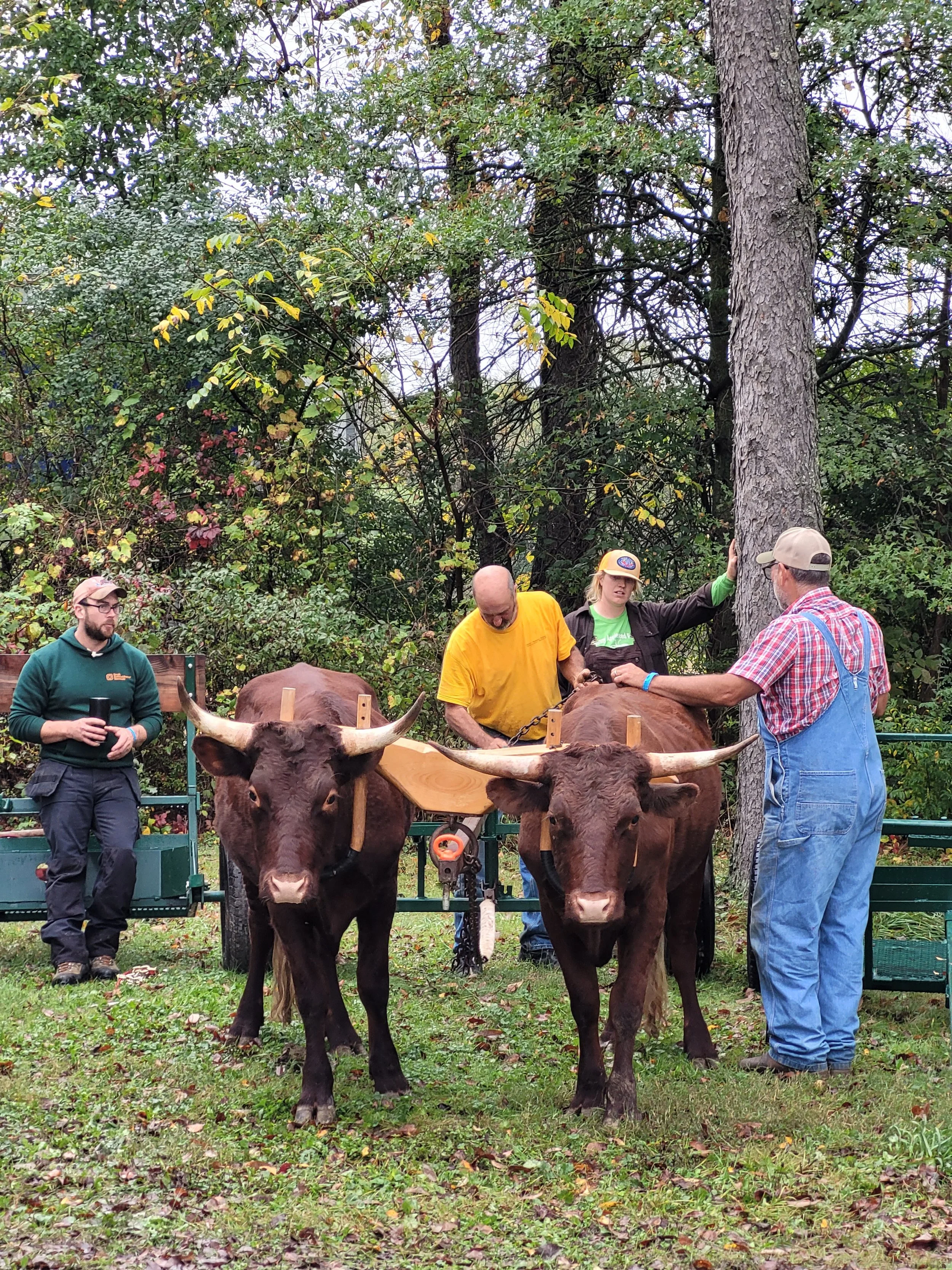 Farmer leads an oxen workshop at Draft Animal Power Field Days 2024. Carole Wiley photo.