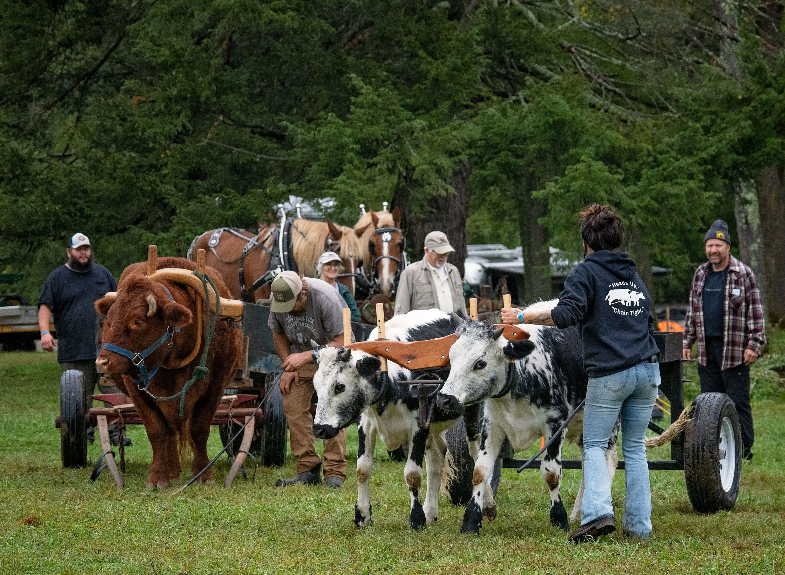 Two breeds of oxen at Draft Animal Power Field Days 2024. Carole Wiley photo.