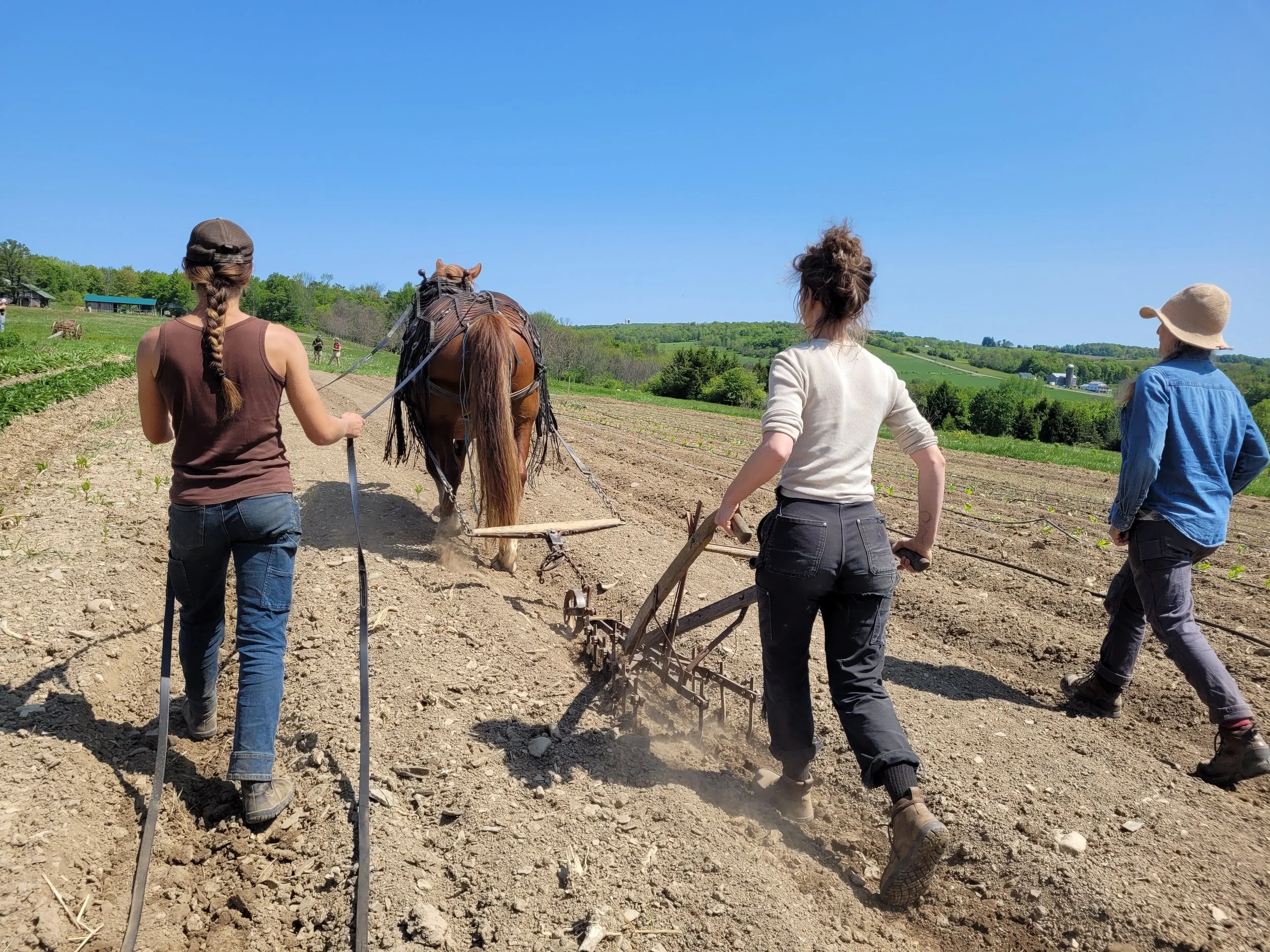 Three women plow a field behind draft horse at Draft Animal Power Network's LGBTQ Field Day gathering.