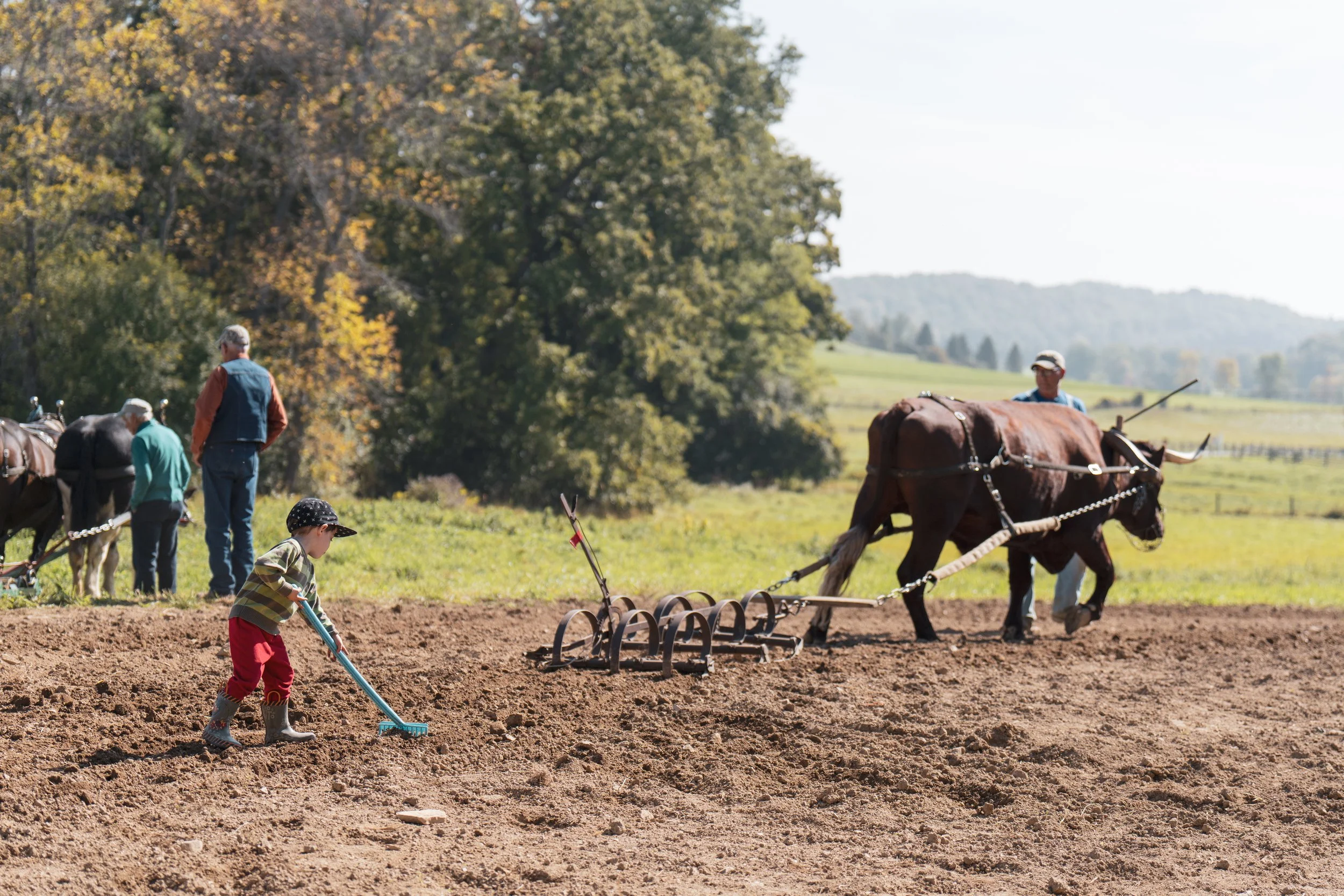 Boy learns hands on plowing at Draft Animal Power Field Days 2023.