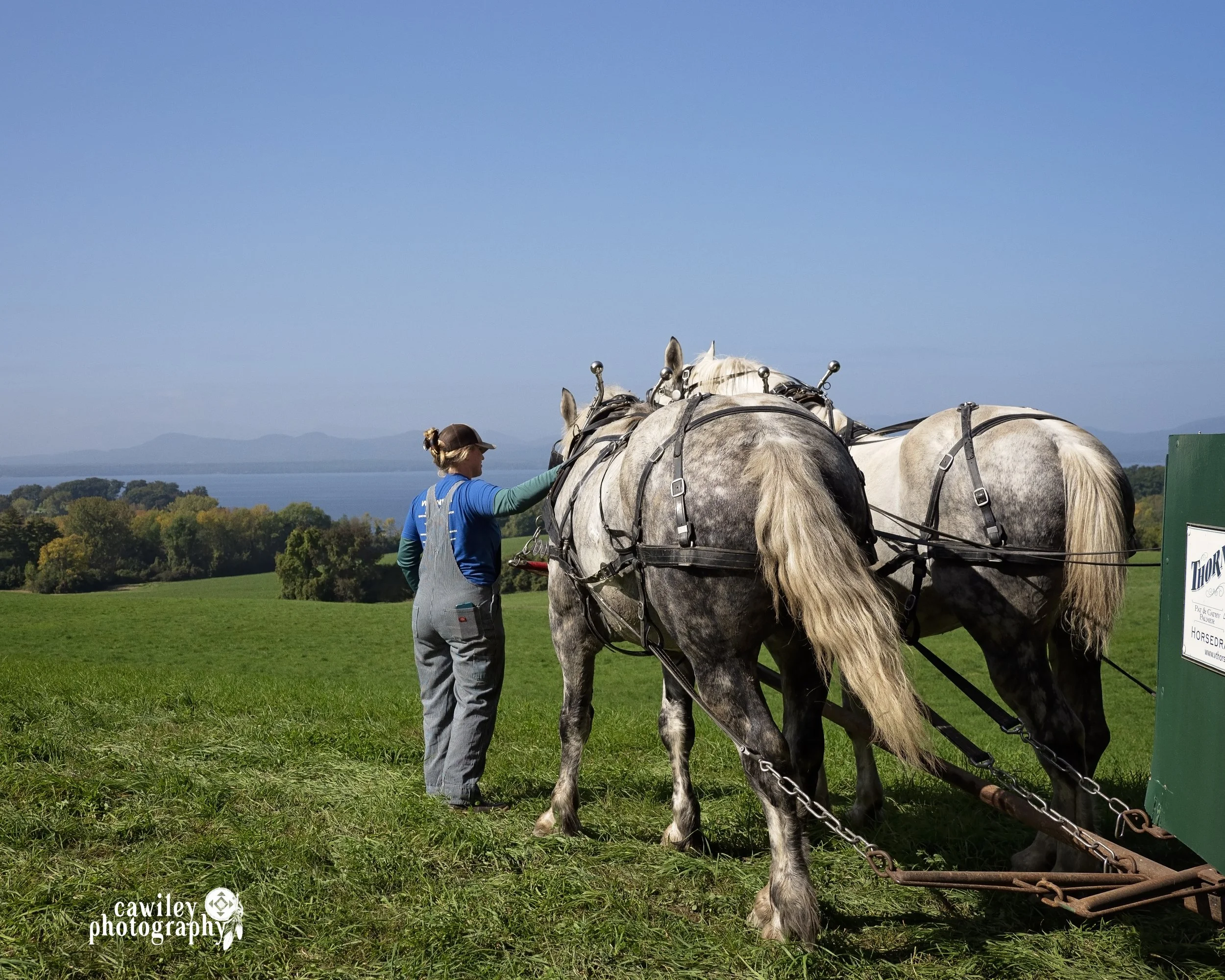 Farmer with their two large white horse team at Draft Animal Power Field Days 2023.