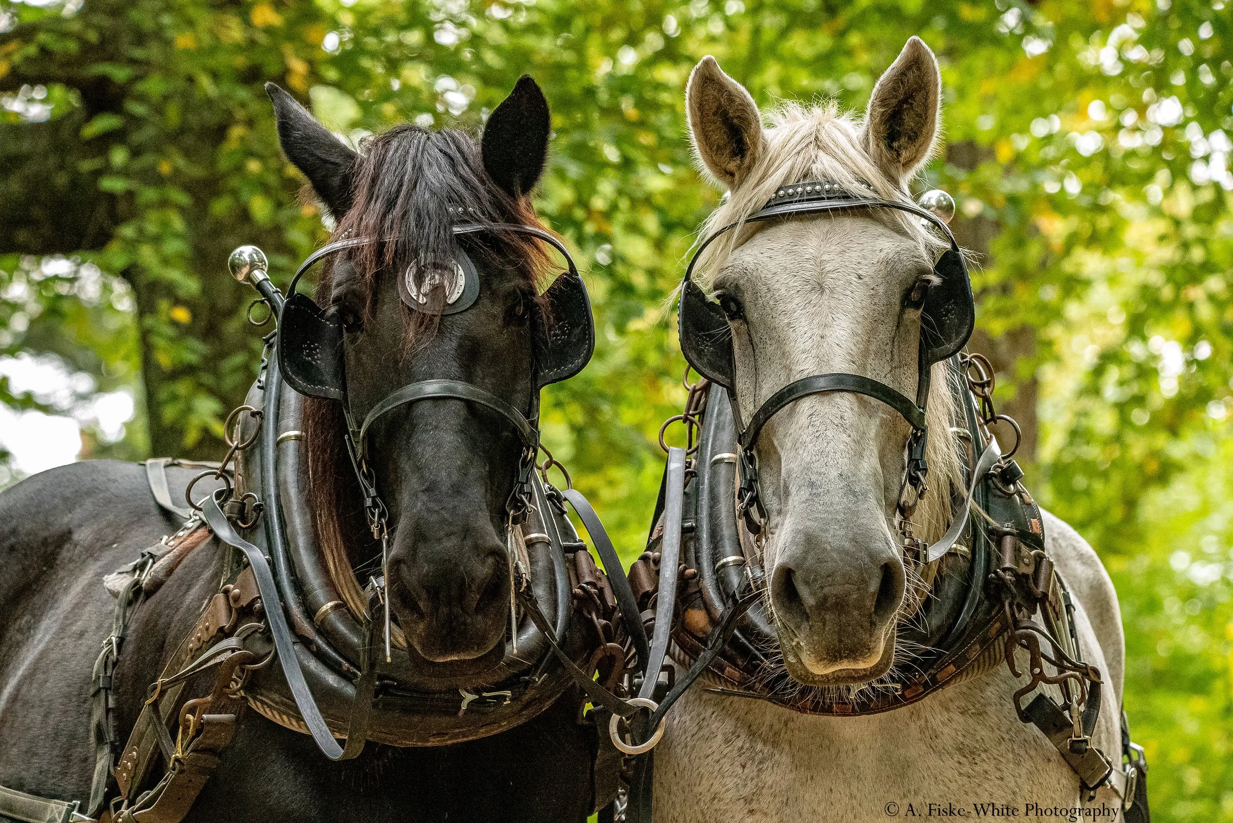 Two horse team at Draft Animal Power Field Days 2023.