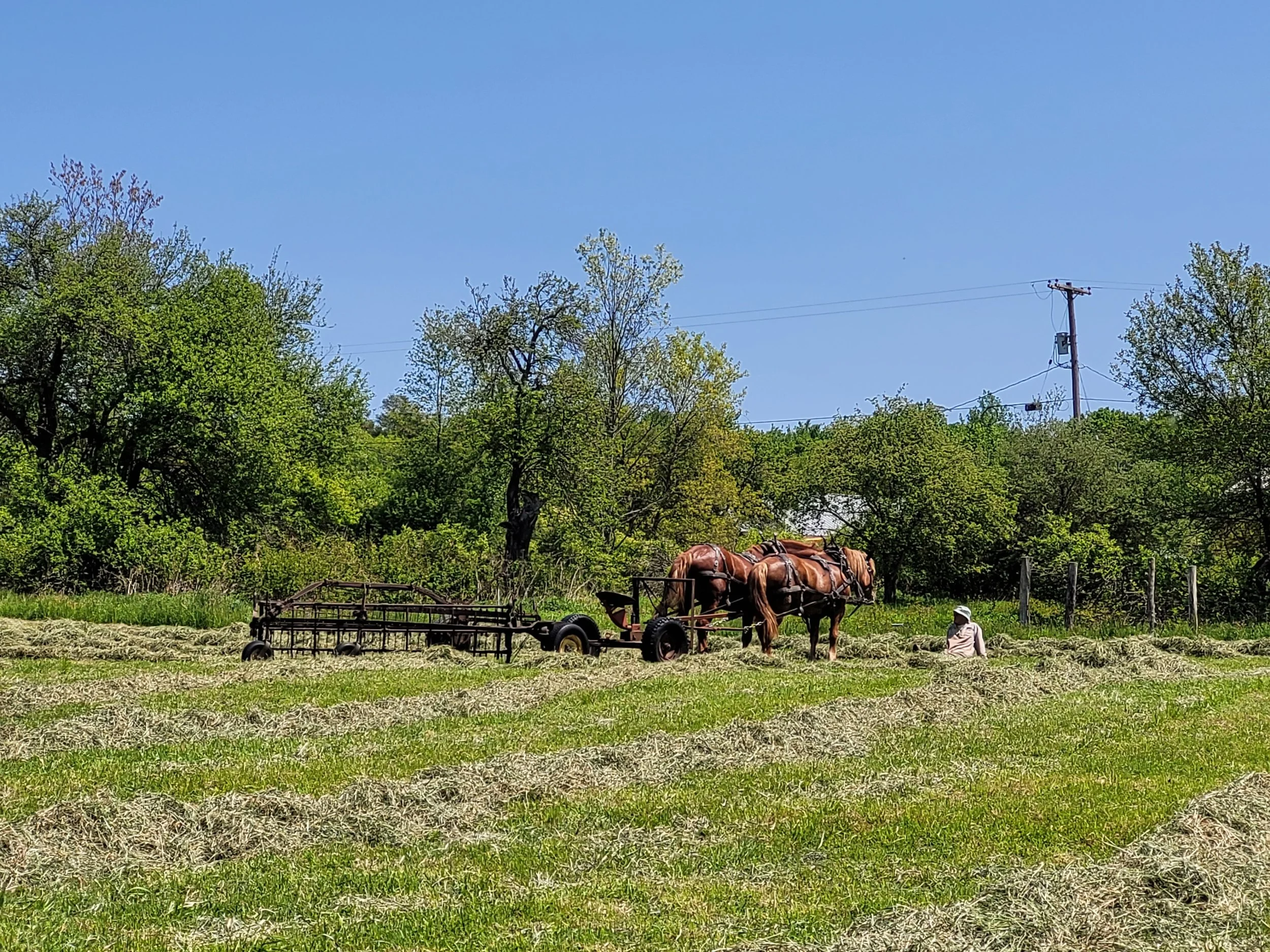 Two horse team tilling at Draft Animal Power Network's LGBTQ Field Day gathering.