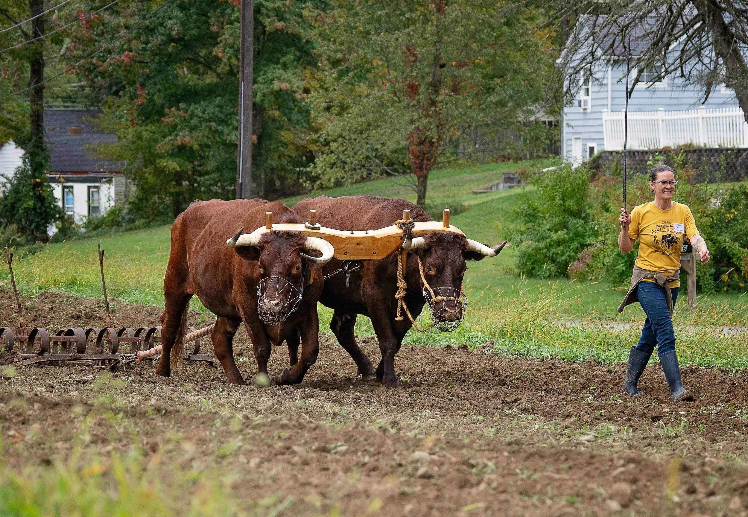 Oxen team pulling row cultivator led by woman farmer at Draft Animal Power Field Days 2024. Carole Wiley photo.