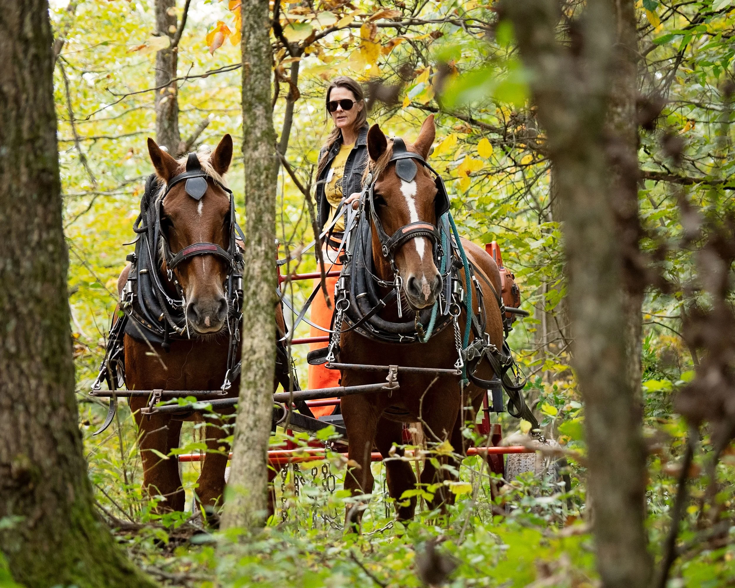 Woman logger behind draft horse team in the woods at Draft Animal Power Field Days 2024. Carole Wiley photo.