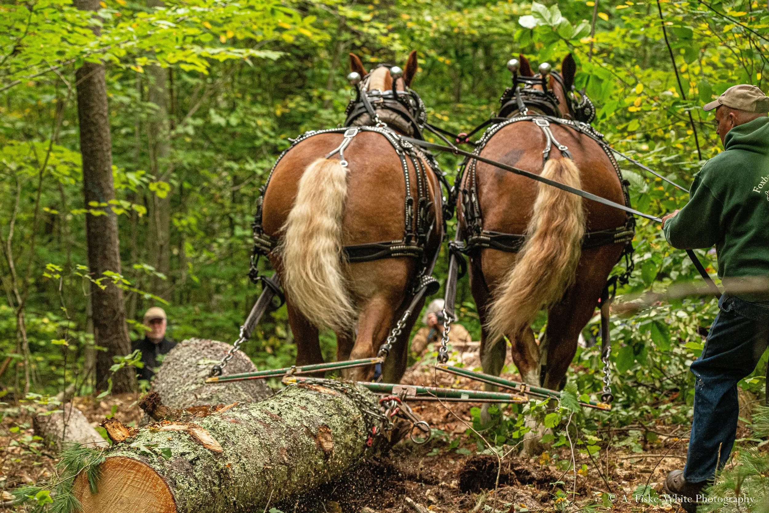 Two horse forestry team pull logs in workshop at Draft Animal Power Field Days 2023.