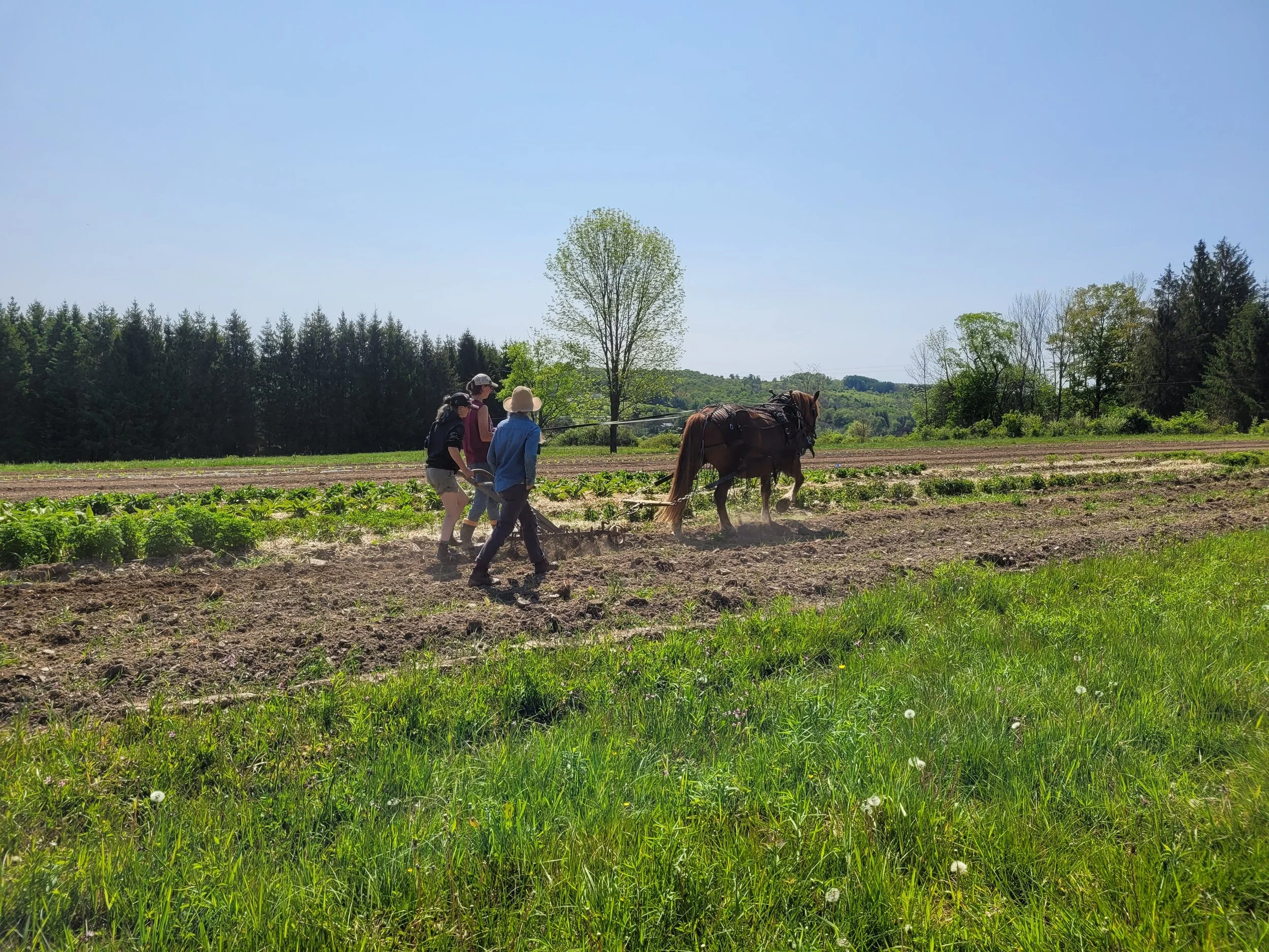 Plowing workshop at Draft Animal Power Network's LGBTQ Field Day gathering.