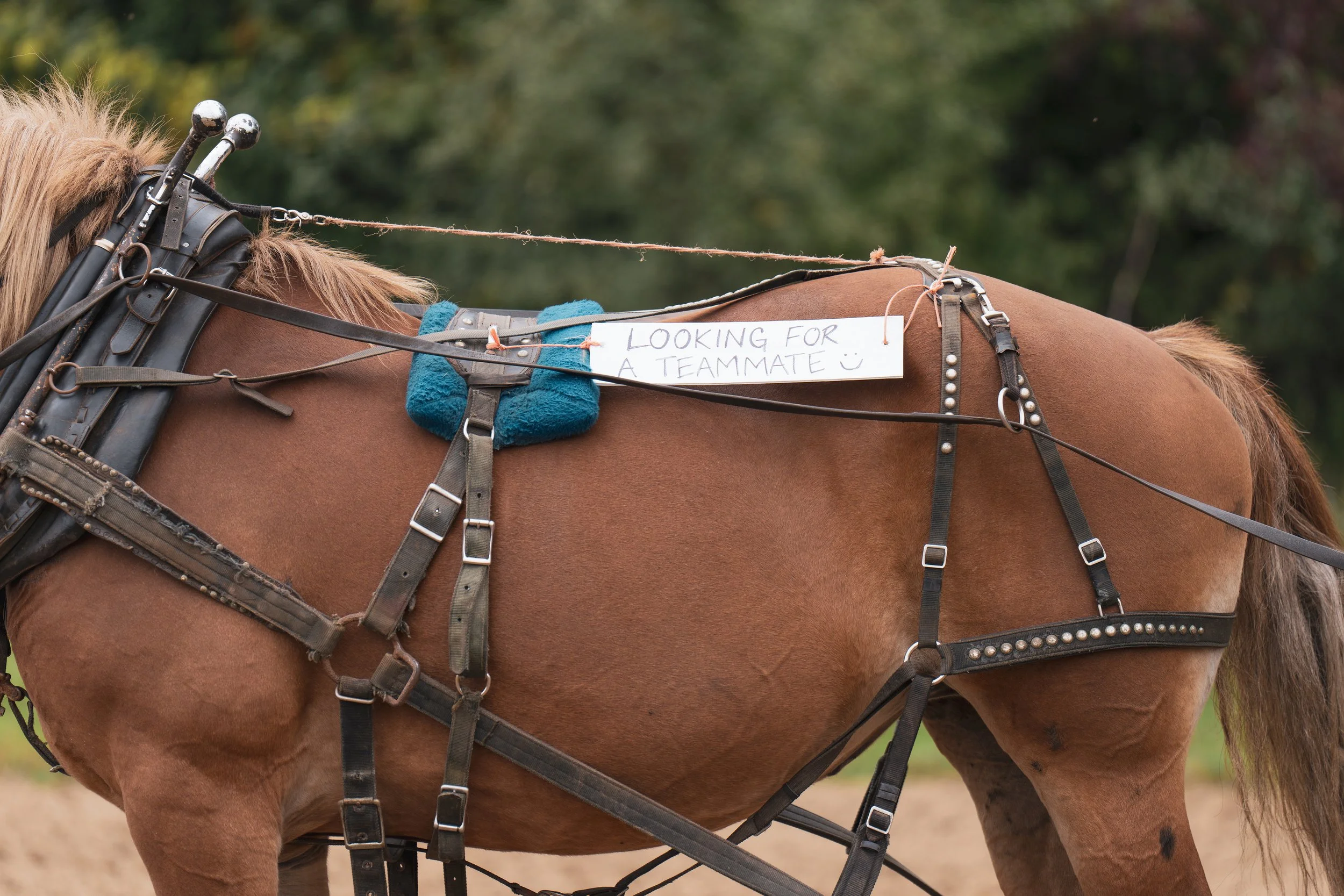 Draft horse with partner wanted sign at Draft Animal Power Field Days 2023.