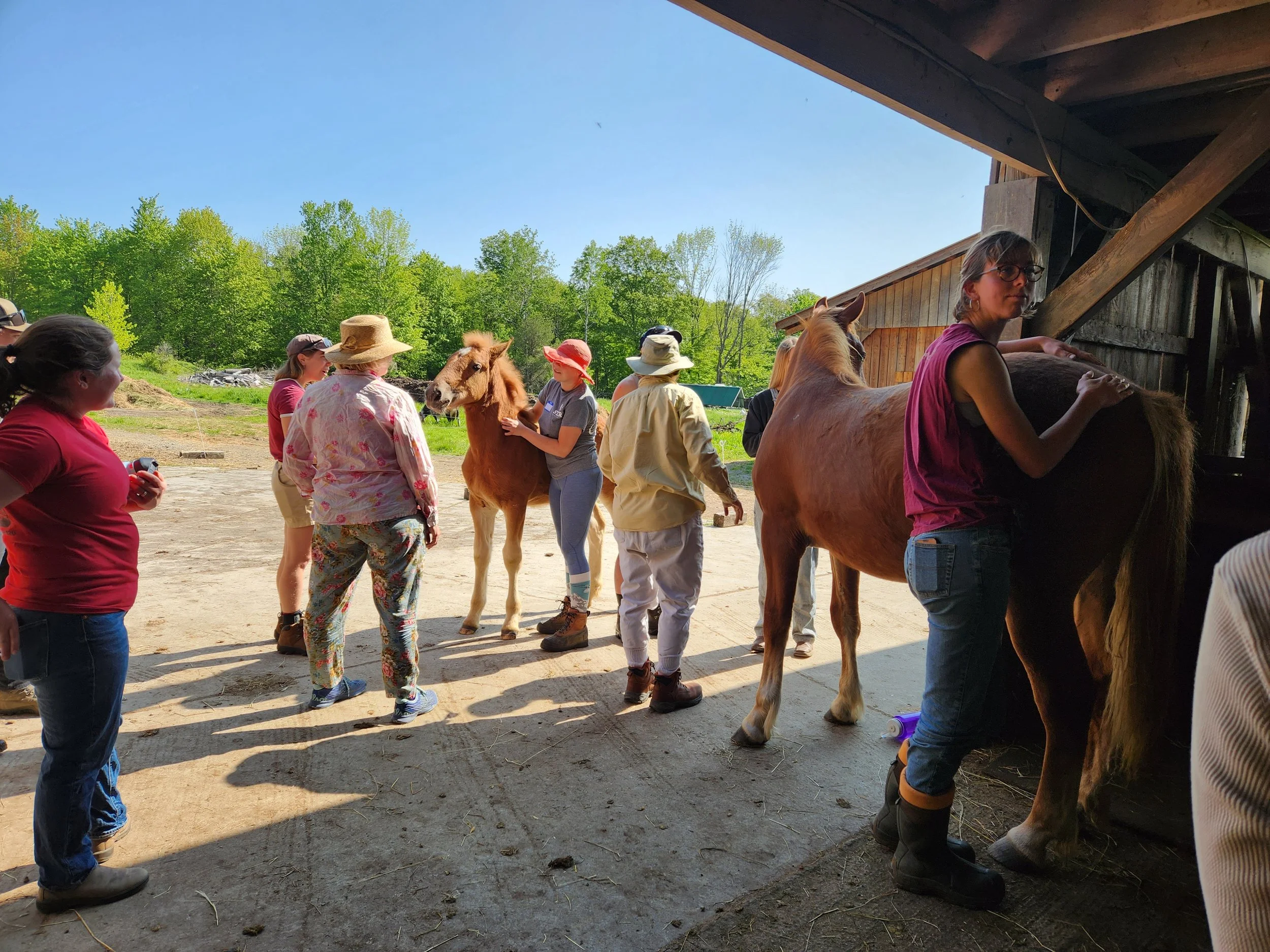 Yearling horse workshop at Draft Animal Power Network's LGBTQ Field Day gathering.