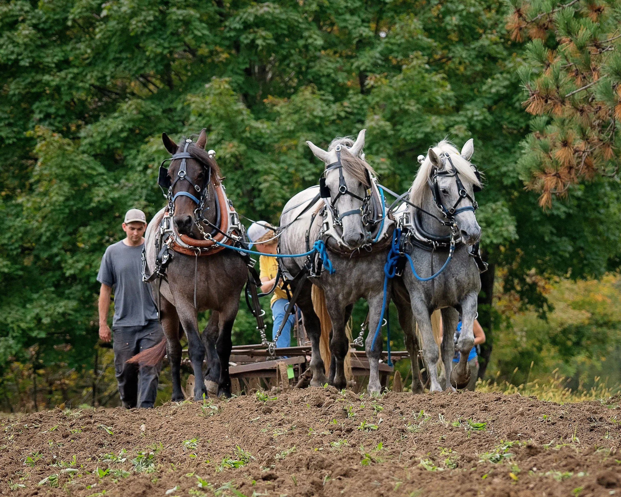 Three horse team plowing at Draft Animal Power Field Days 2024. Carole Wiley photo.